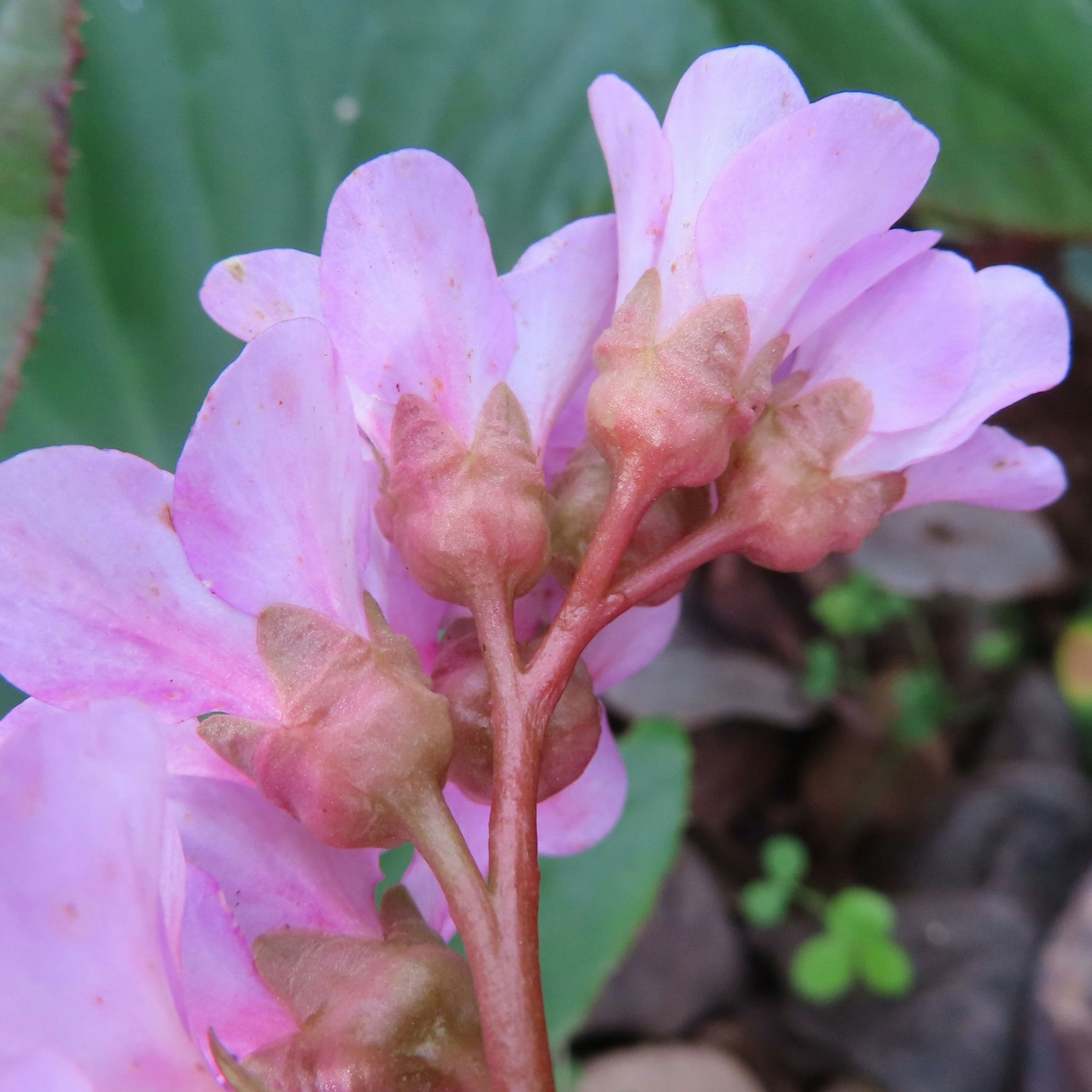 淡いピンク色の花が集まっている様子