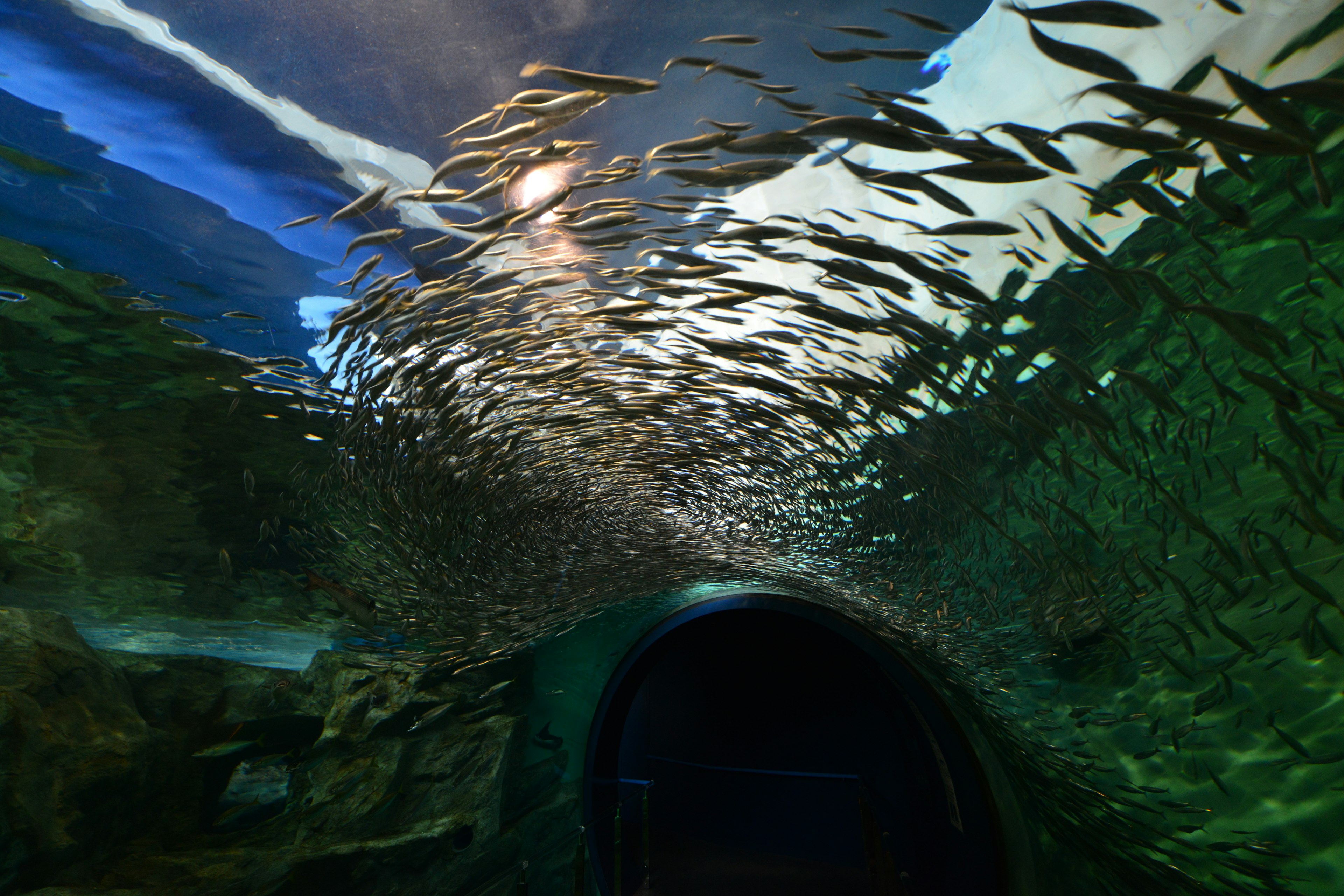 Peces nadando en un túnel submarino con reflejos de luz