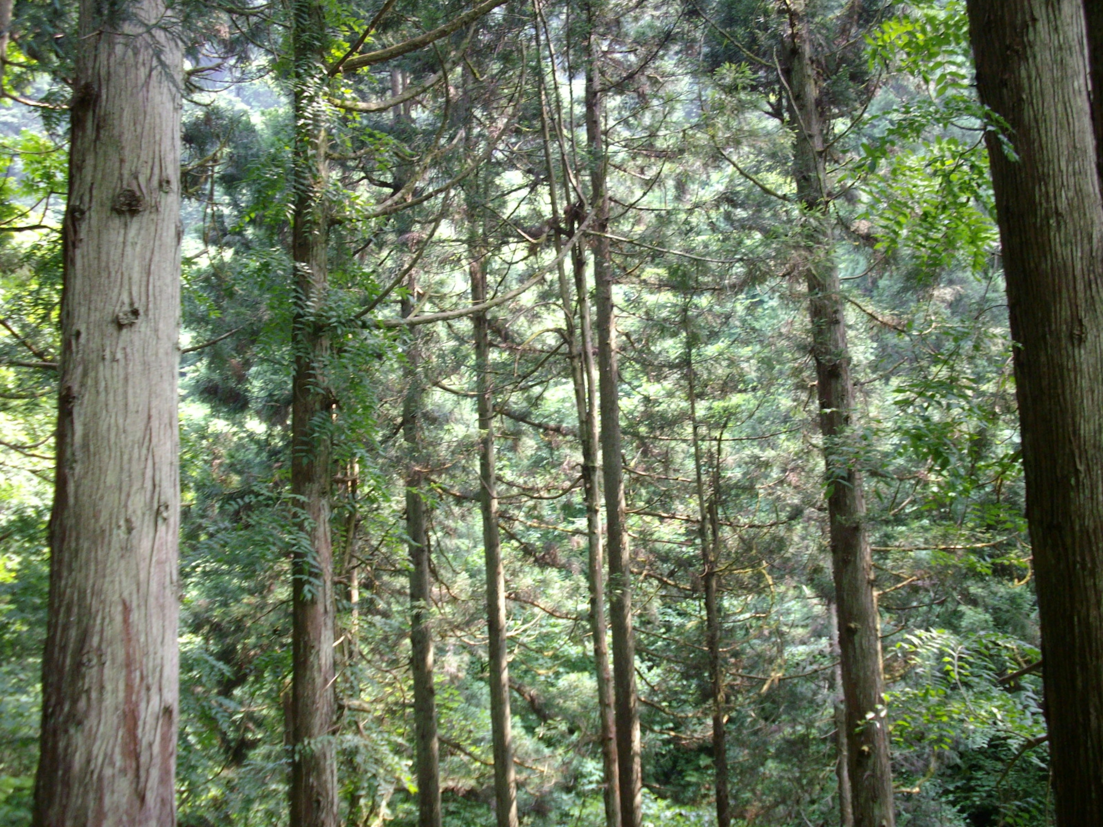 Gambar pohon tinggi di hutan yang rimbun