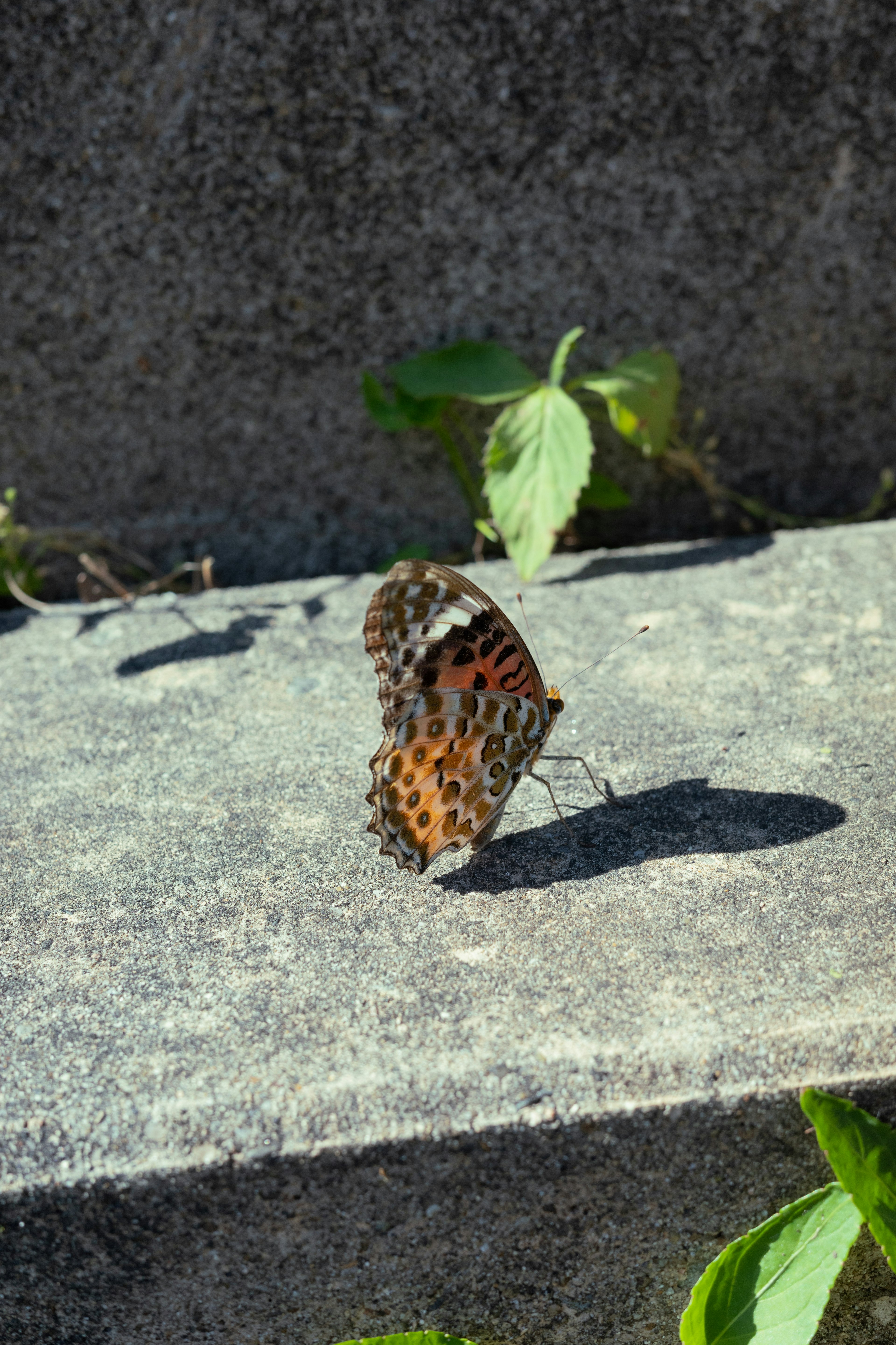 Un beau papillon posé sur une pierre avec une ombre claire