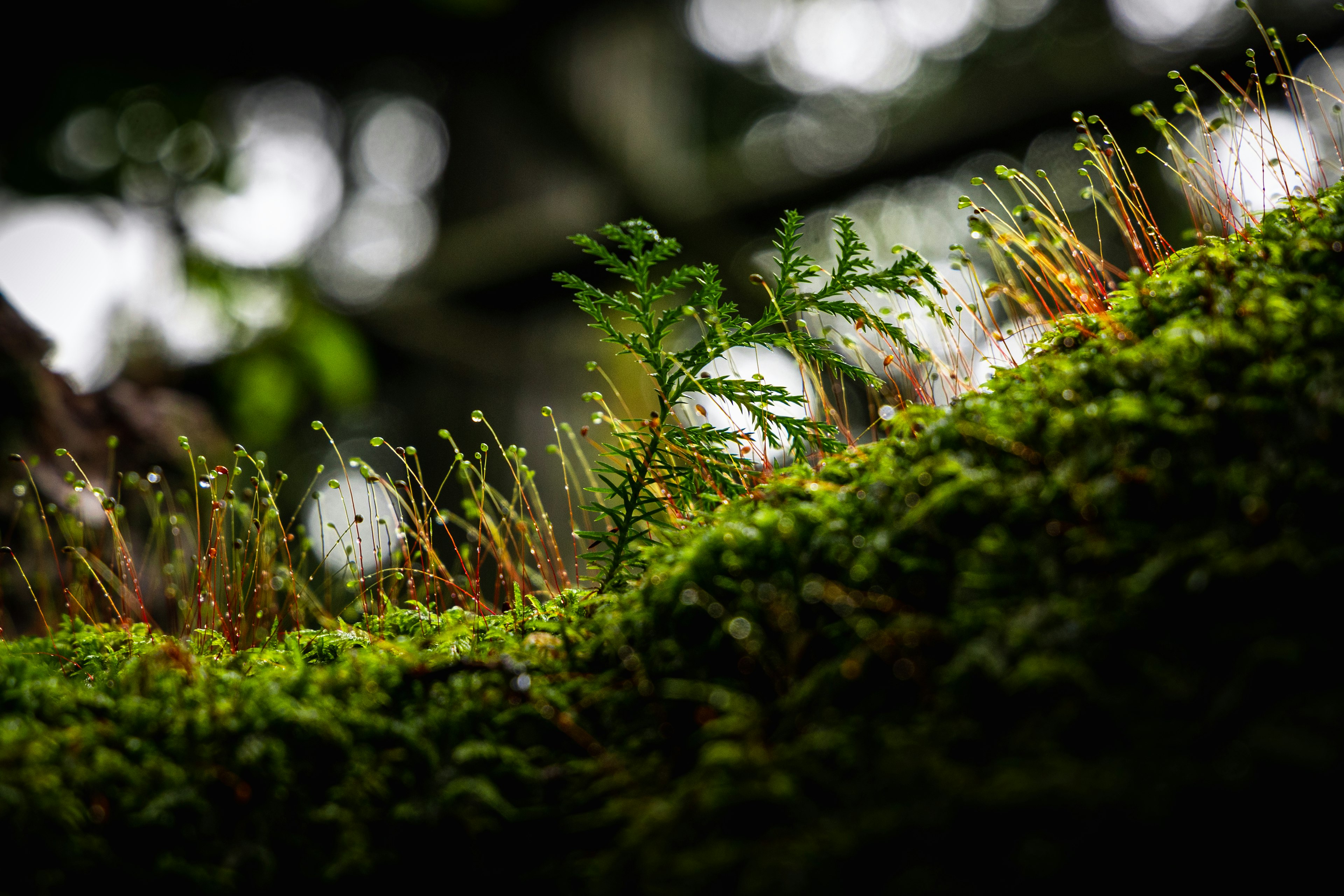 緑の苔と小さなシダの葉が並ぶ自然の風景