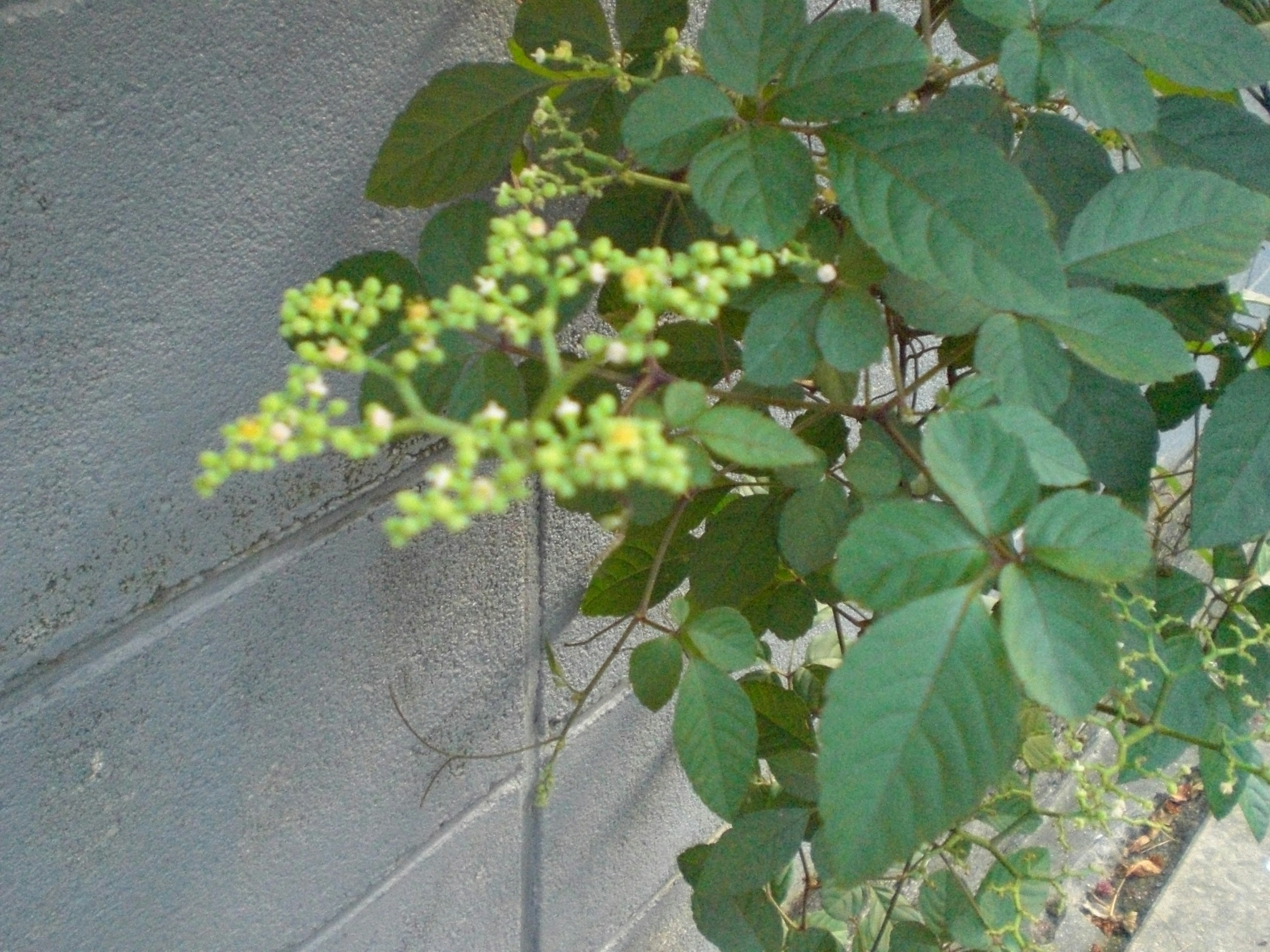 緑色の葉と小さなつぼみが特徴的な植物のクローズアップ