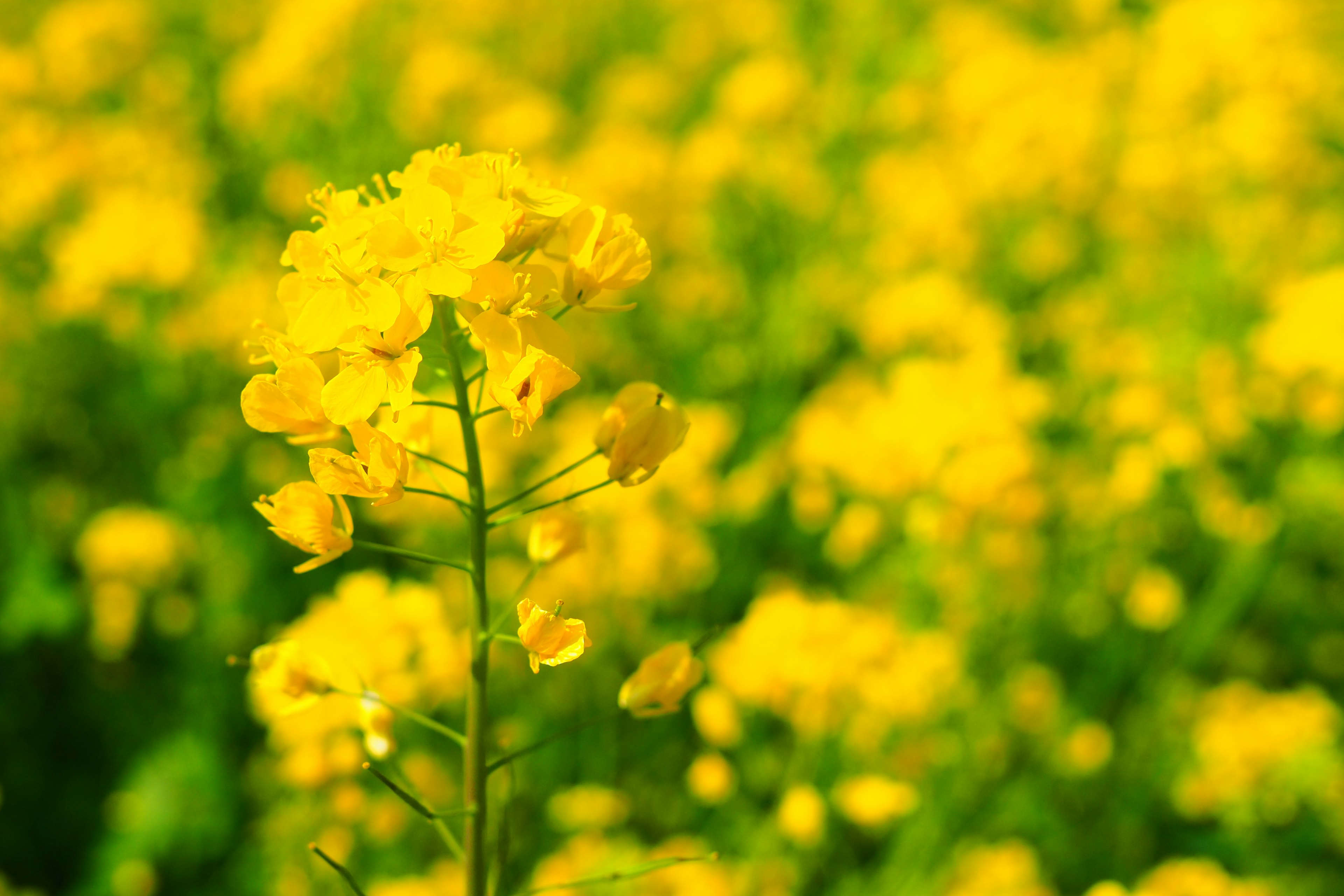 Gros plan sur une fleur jaune vive avec un arrière-plan flou de fleurs jaunes