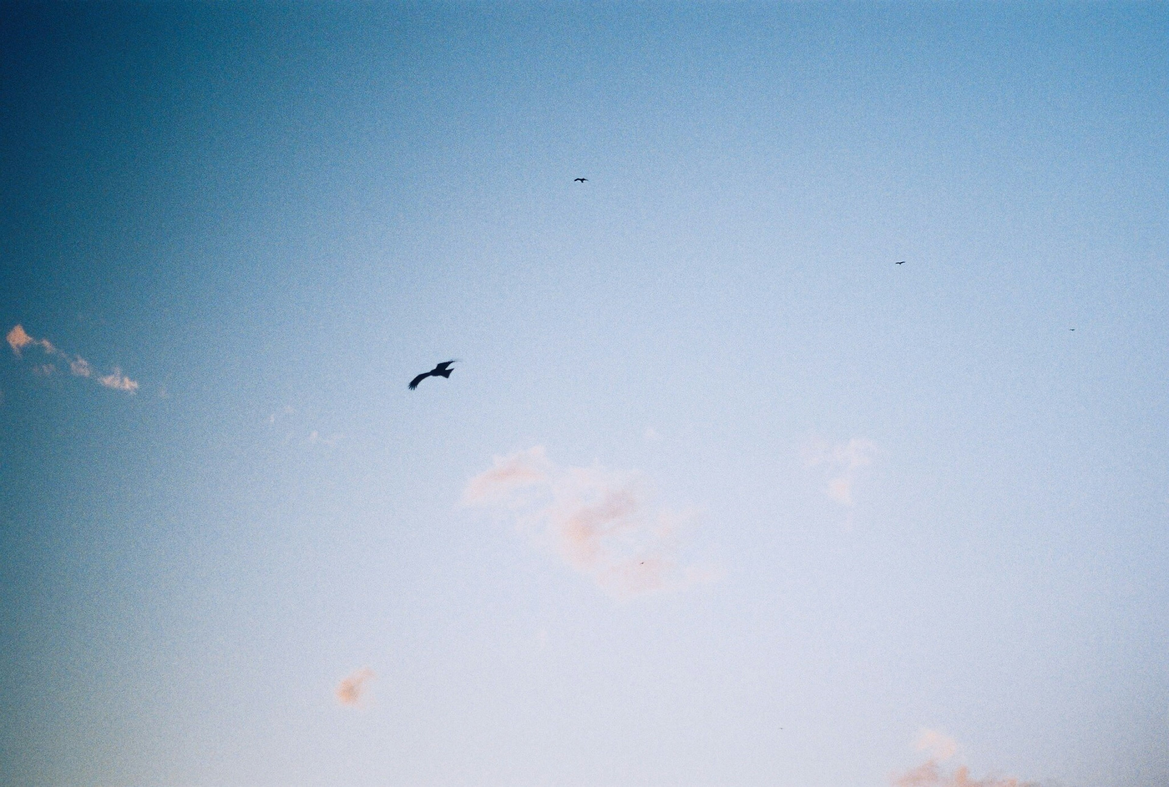 Siluet burung hitam terbang di langit biru