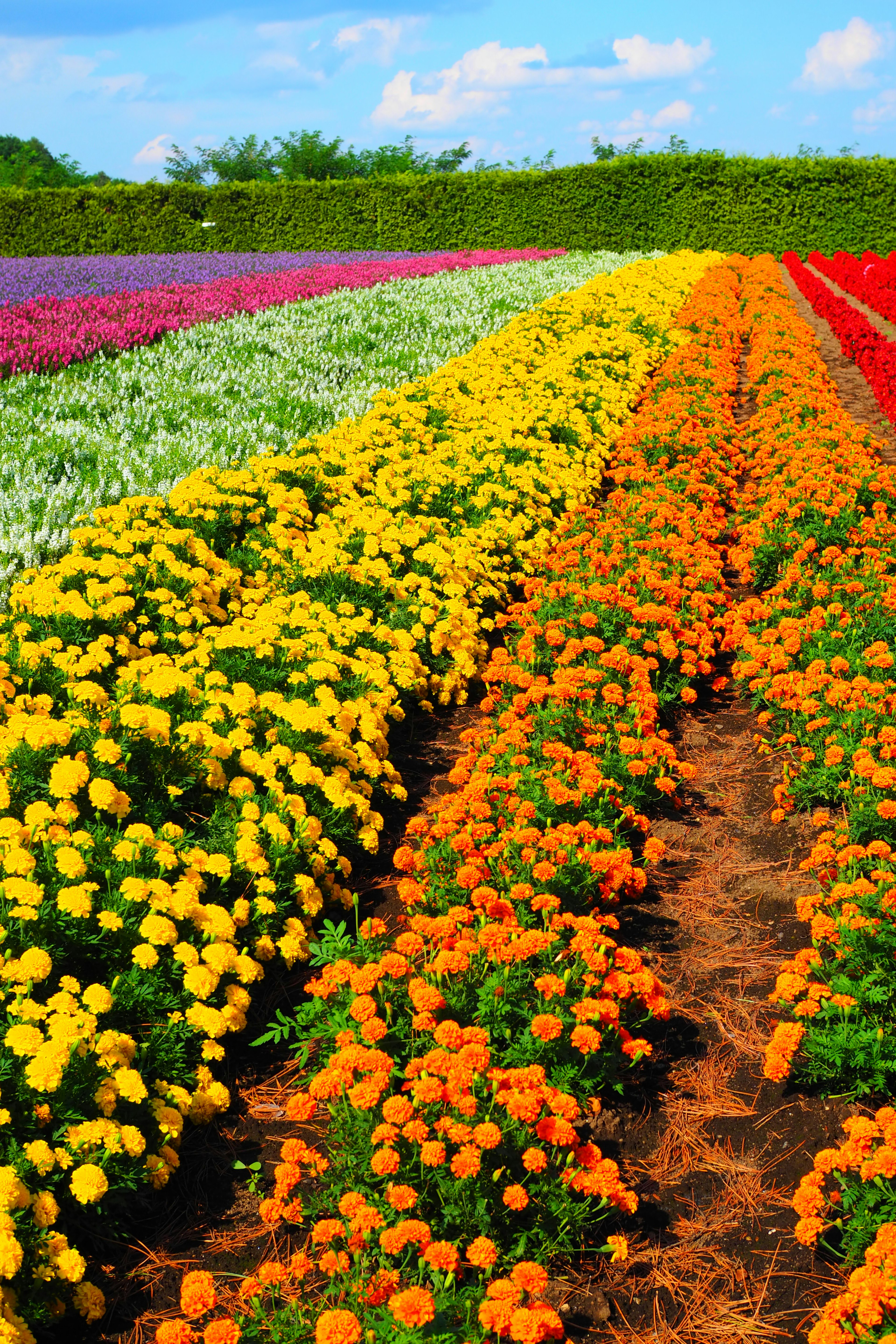 Champ de fleurs vibrant avec des rangées de fleurs colorées