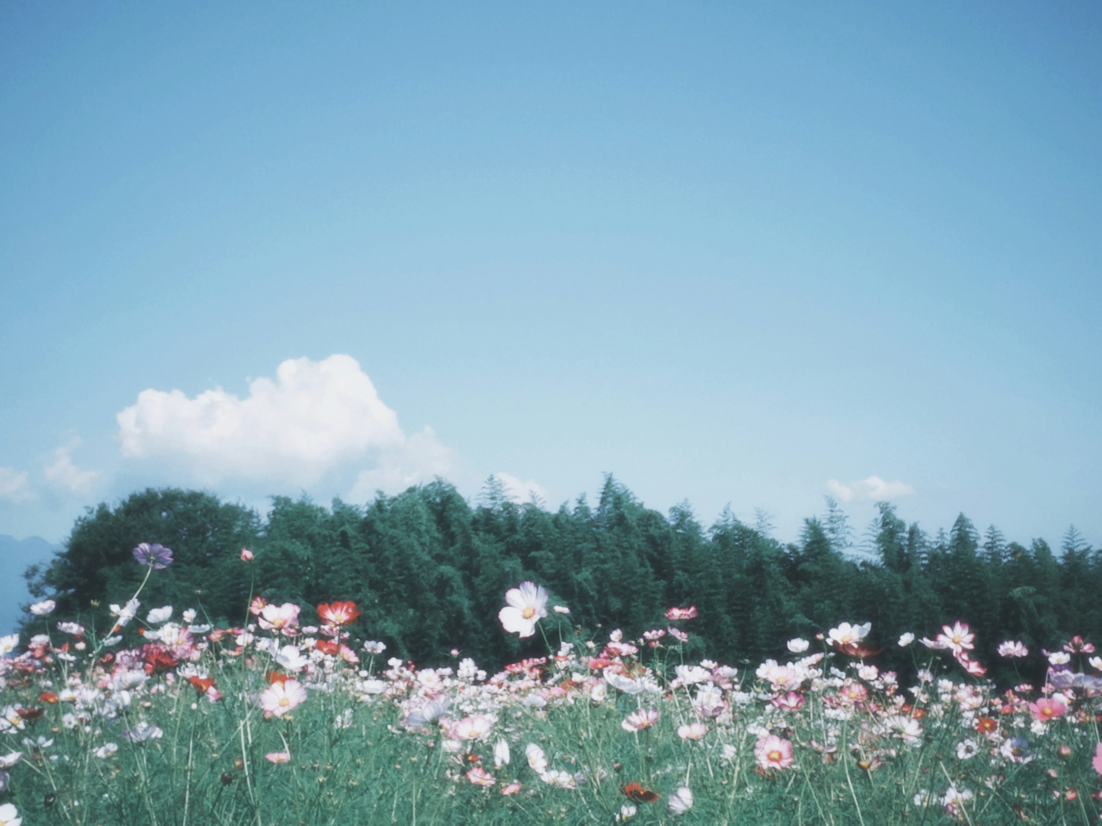 Fiori colorati che sbocciano in un campo verde sotto un cielo blu