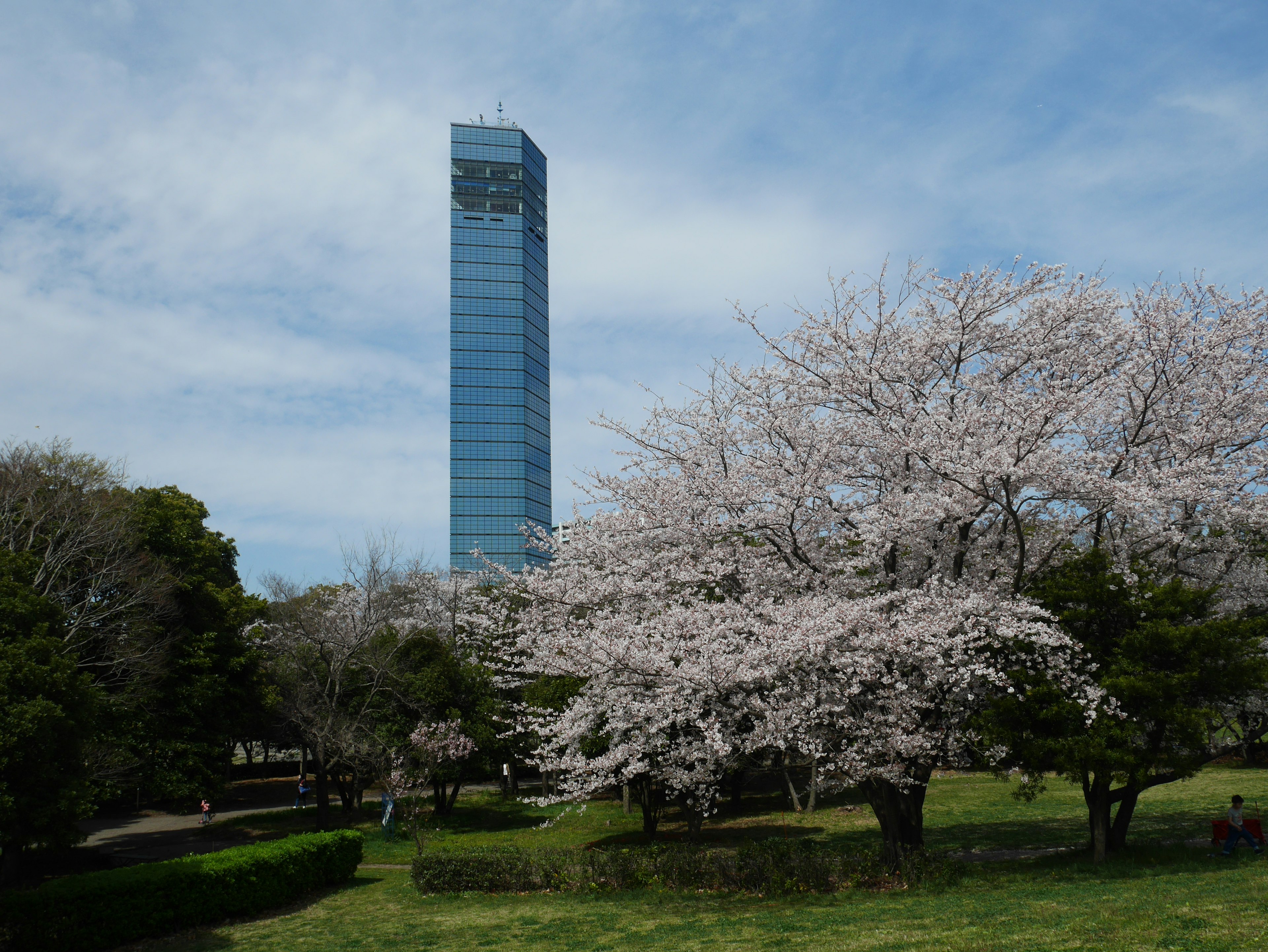 Pohon sakura di depan gedung pencakar langit