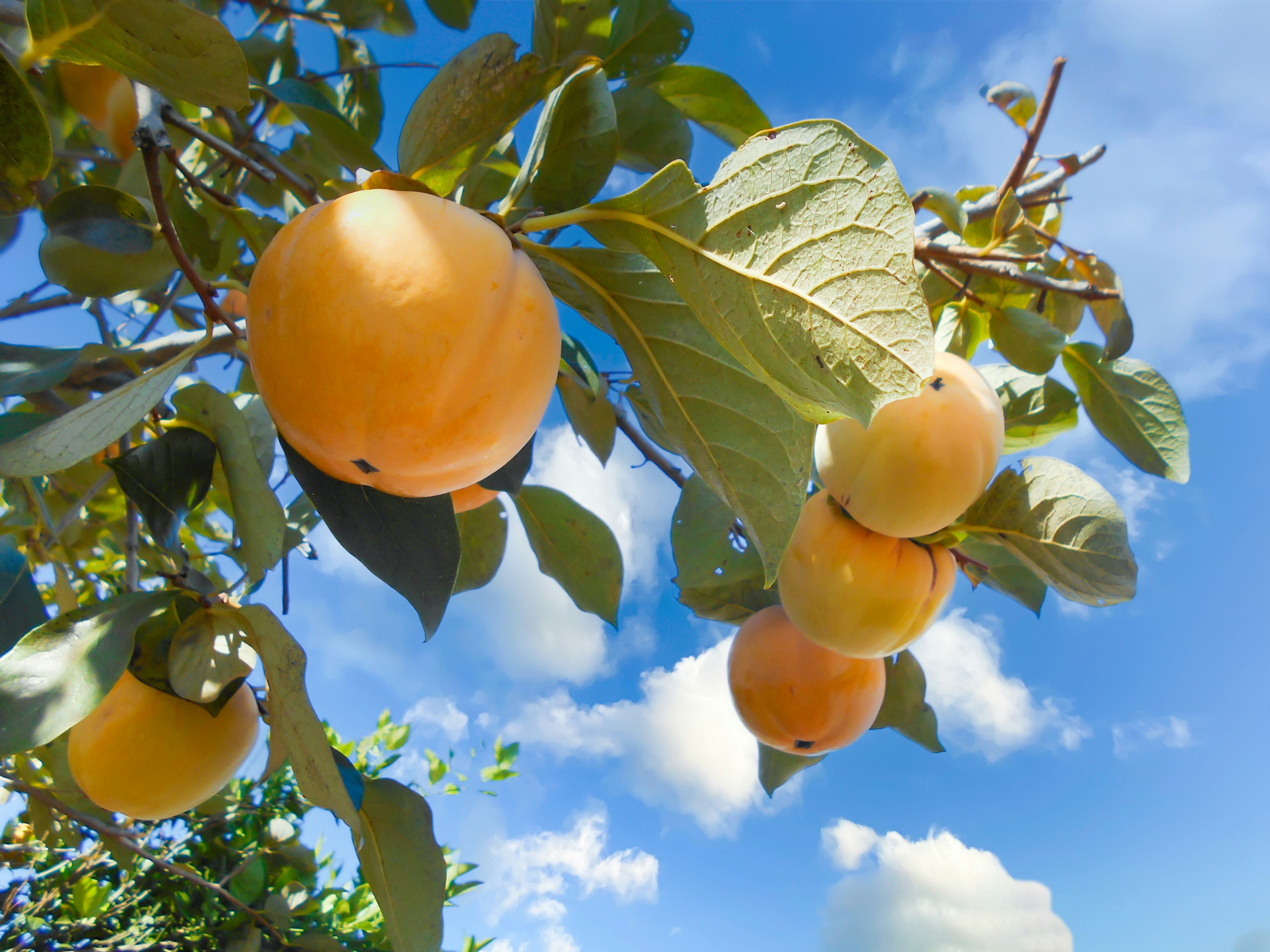 Branch with orange fruits under a blue sky