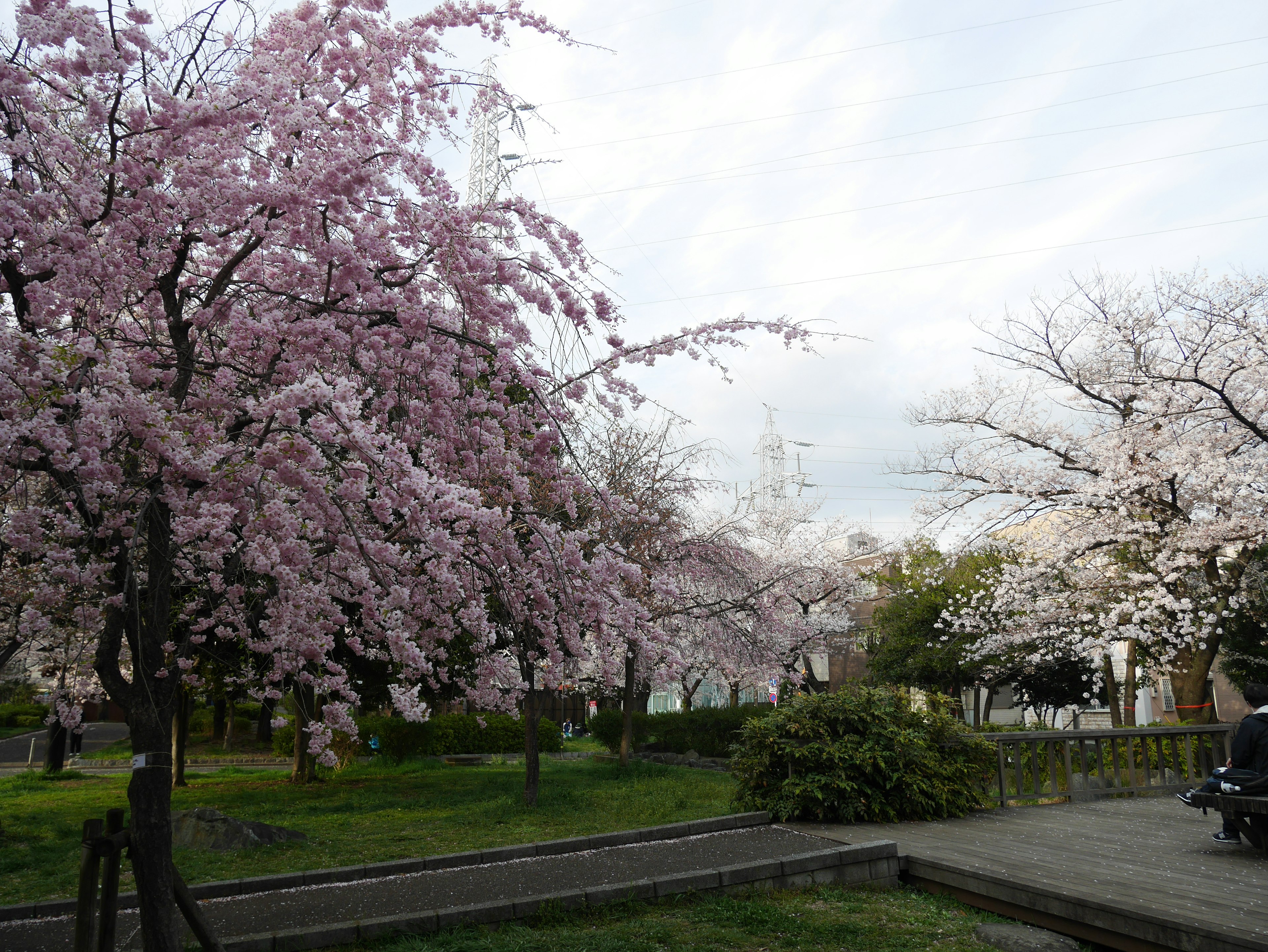 公園內櫻花樹的風景