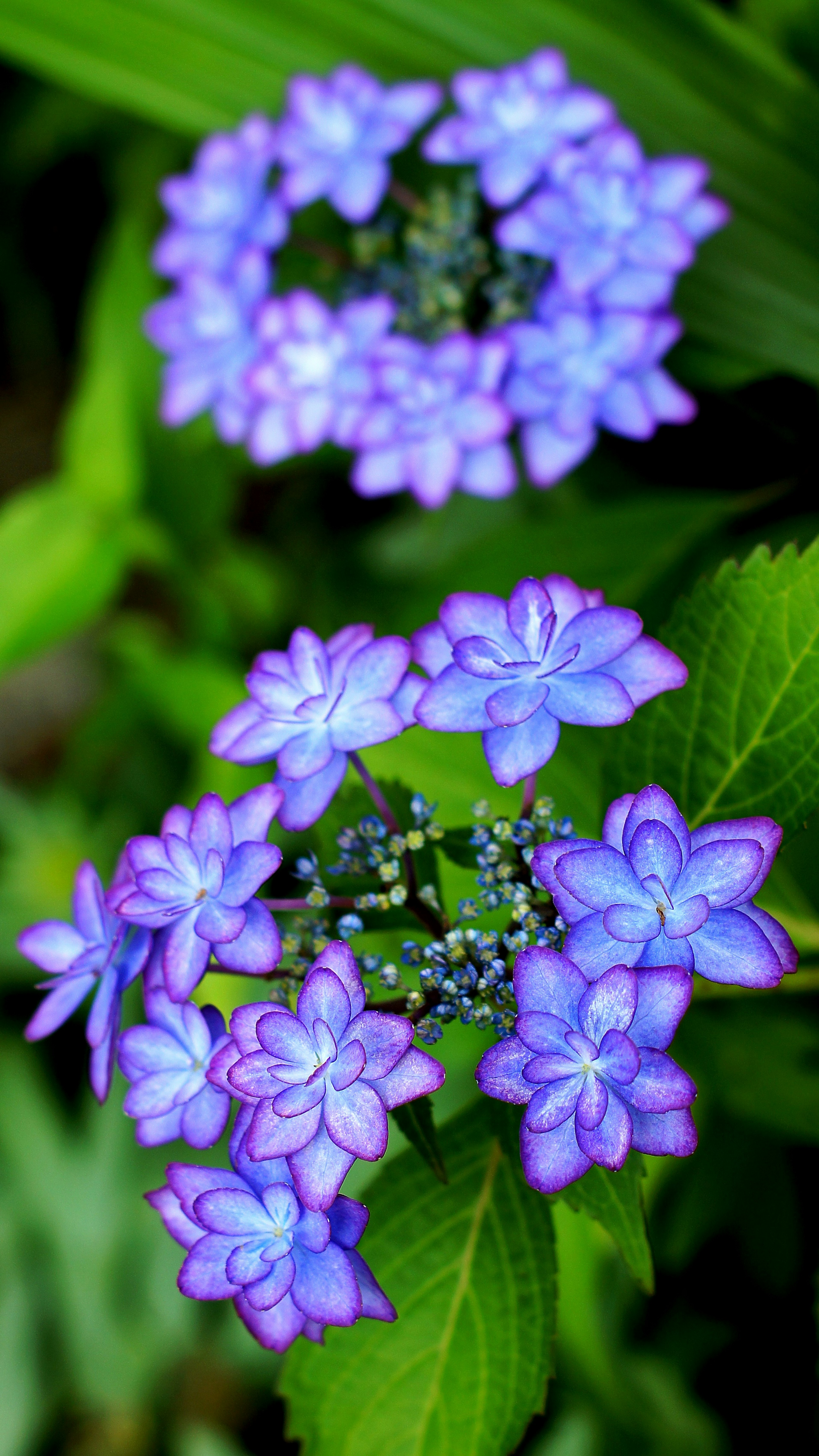 Schönes Pflanzenbild mit Clustern von blau-lila Blumen