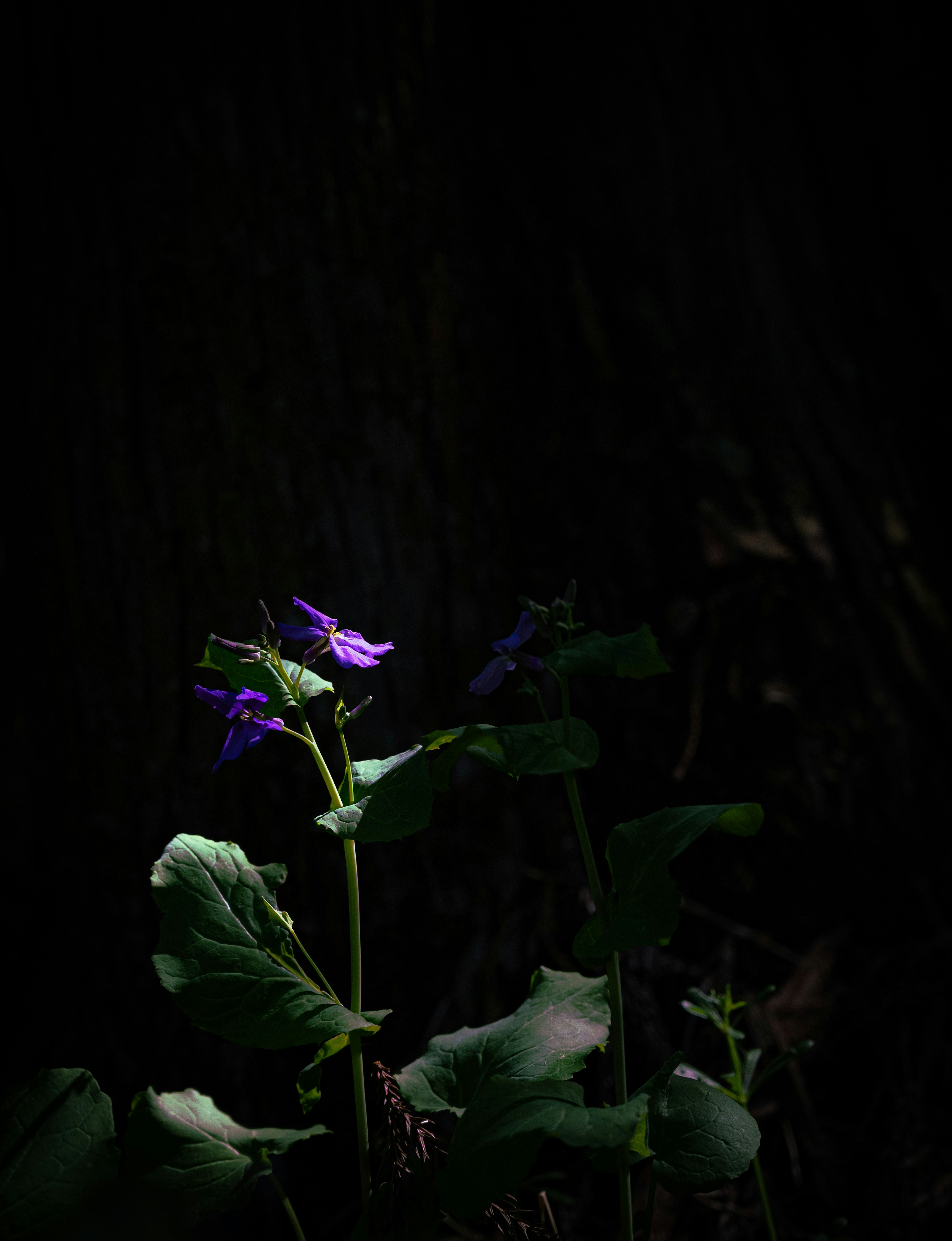 A purple flower illuminated against a dark background with green leaves