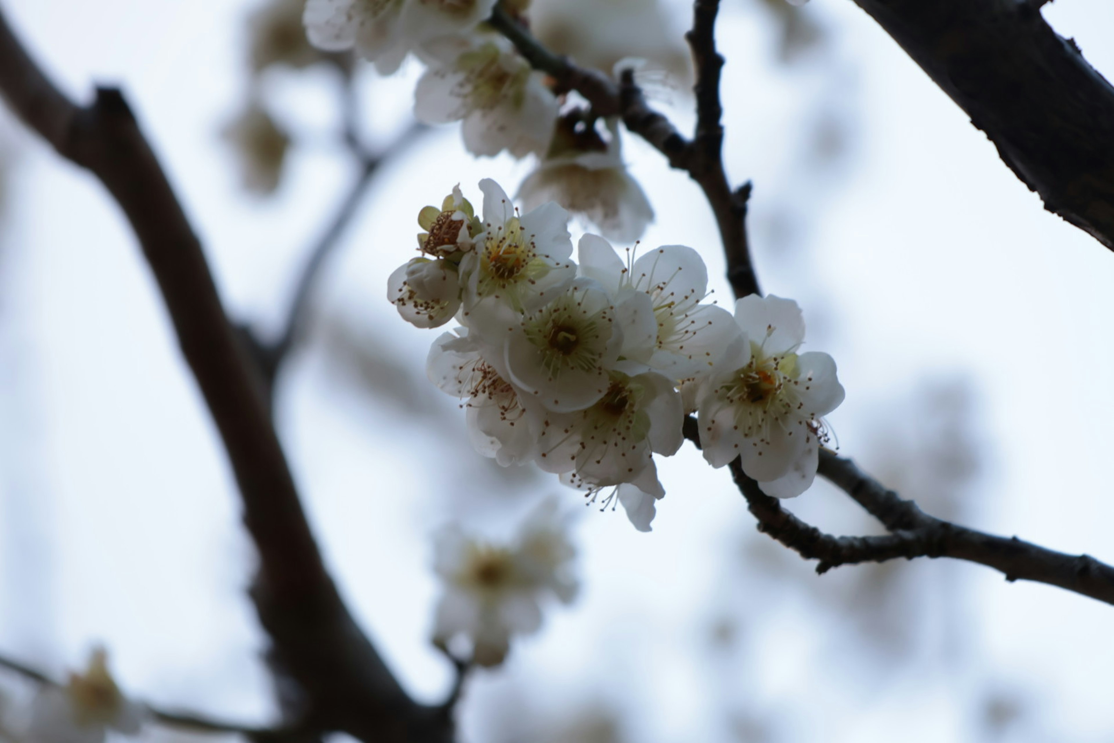 Primo piano di fiori bianchi che sbocciano su rami di albero