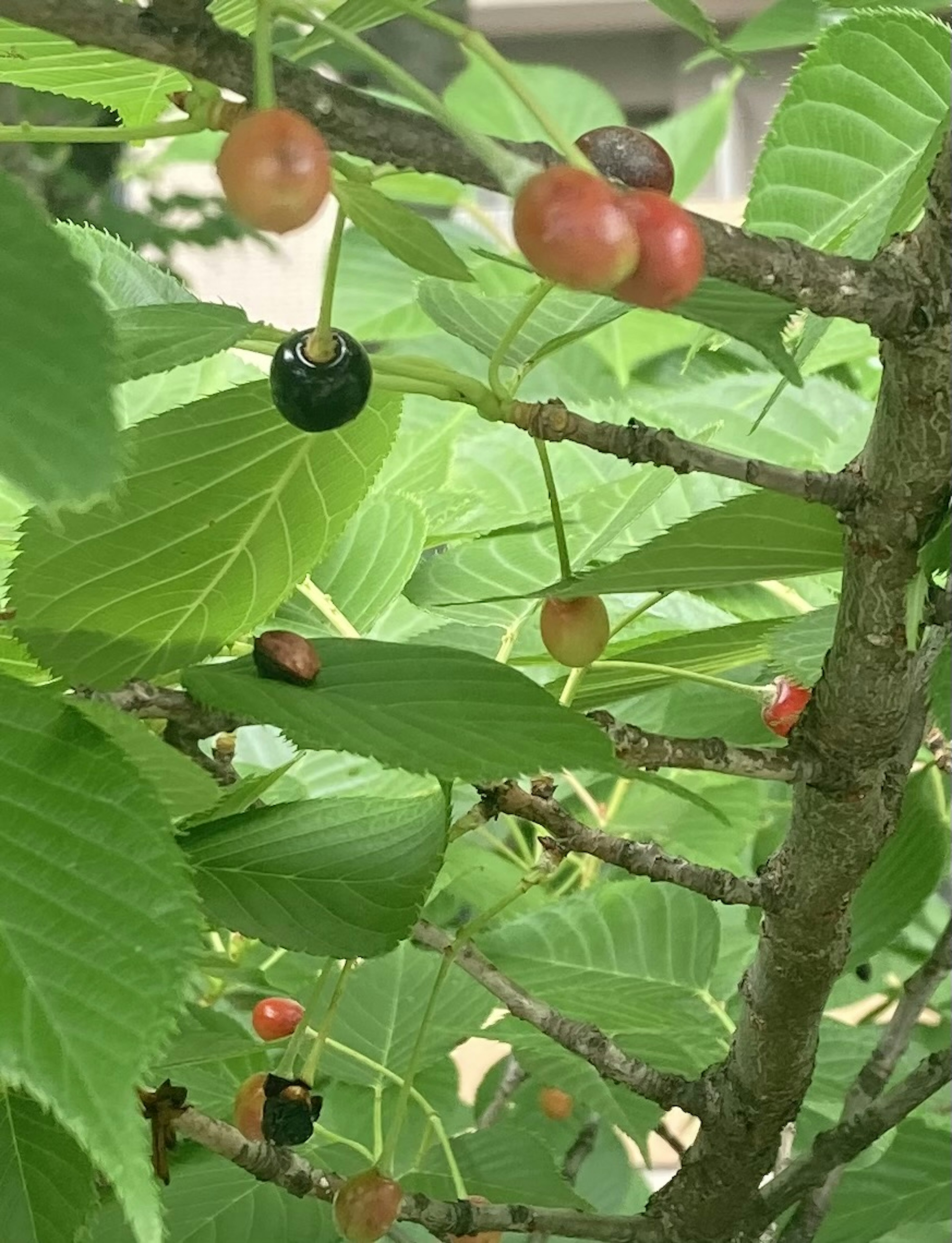 Ein Ast mit roten und schwarzen Beeren zwischen grünen Blättern