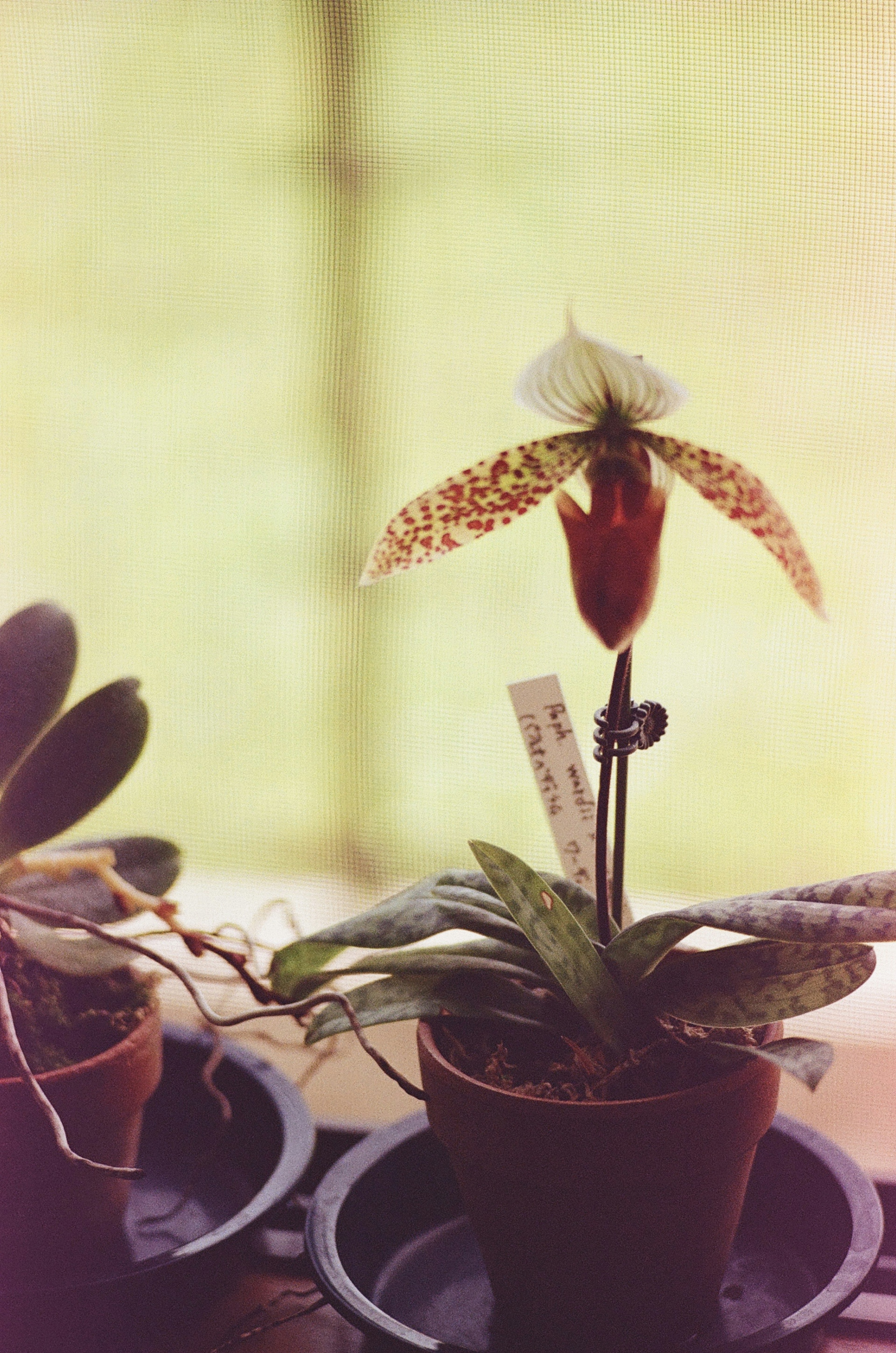 Un bellissimo fiore di orchidea che sboccia in una pianta in vaso