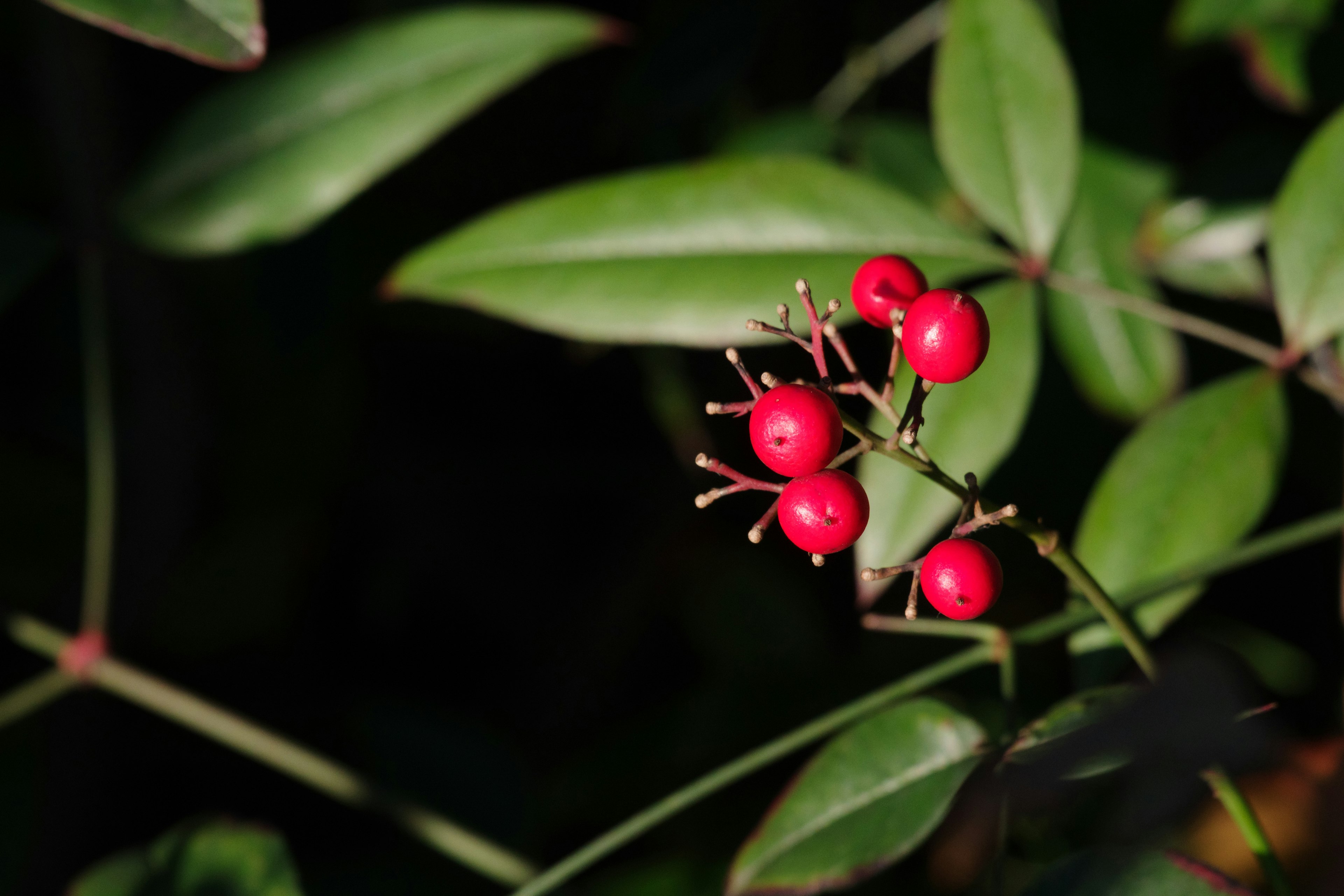 Primer plano de una planta con bayas rojas entre hojas verdes