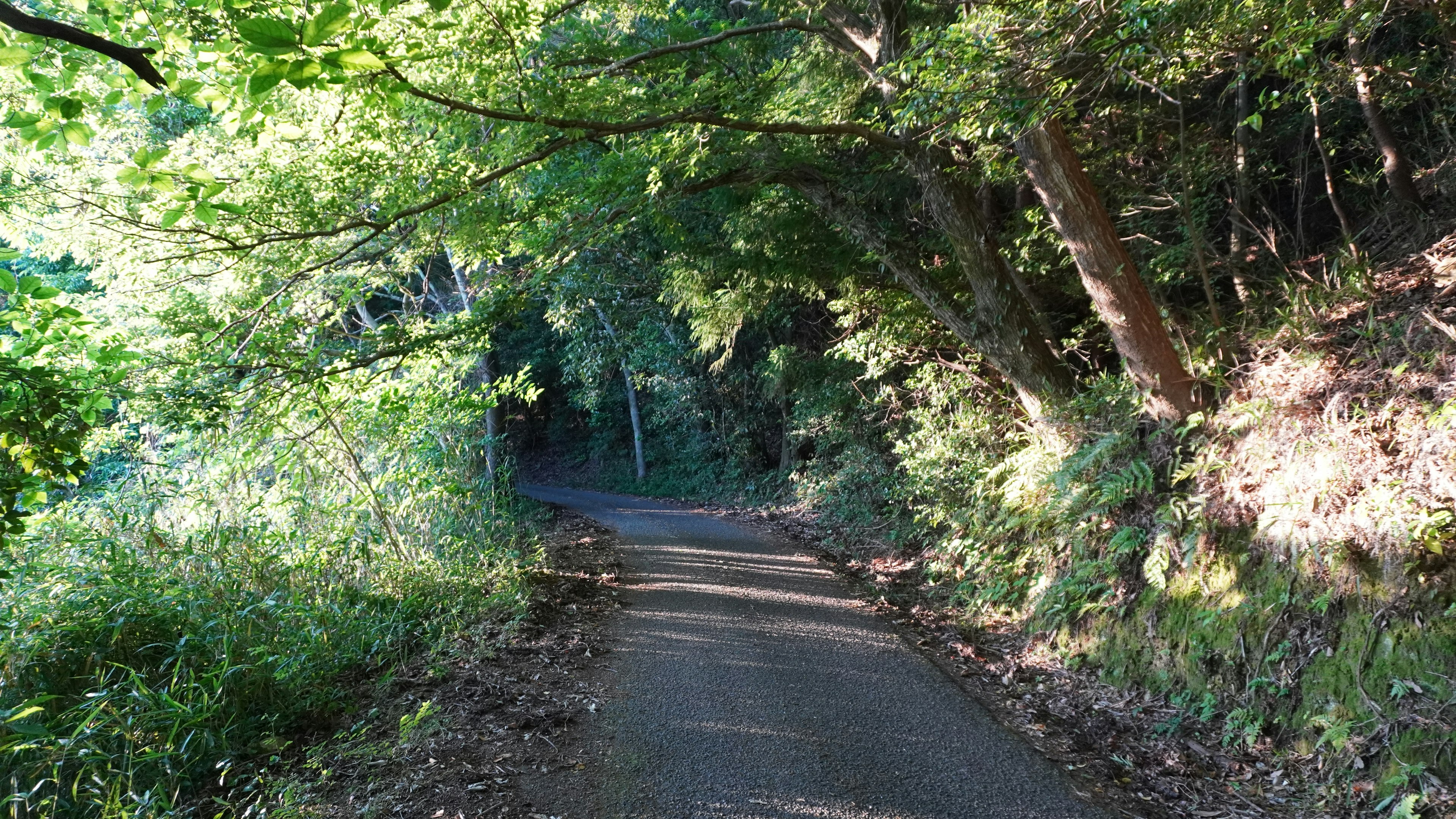 Un chemin serein entouré de verdure luxuriante