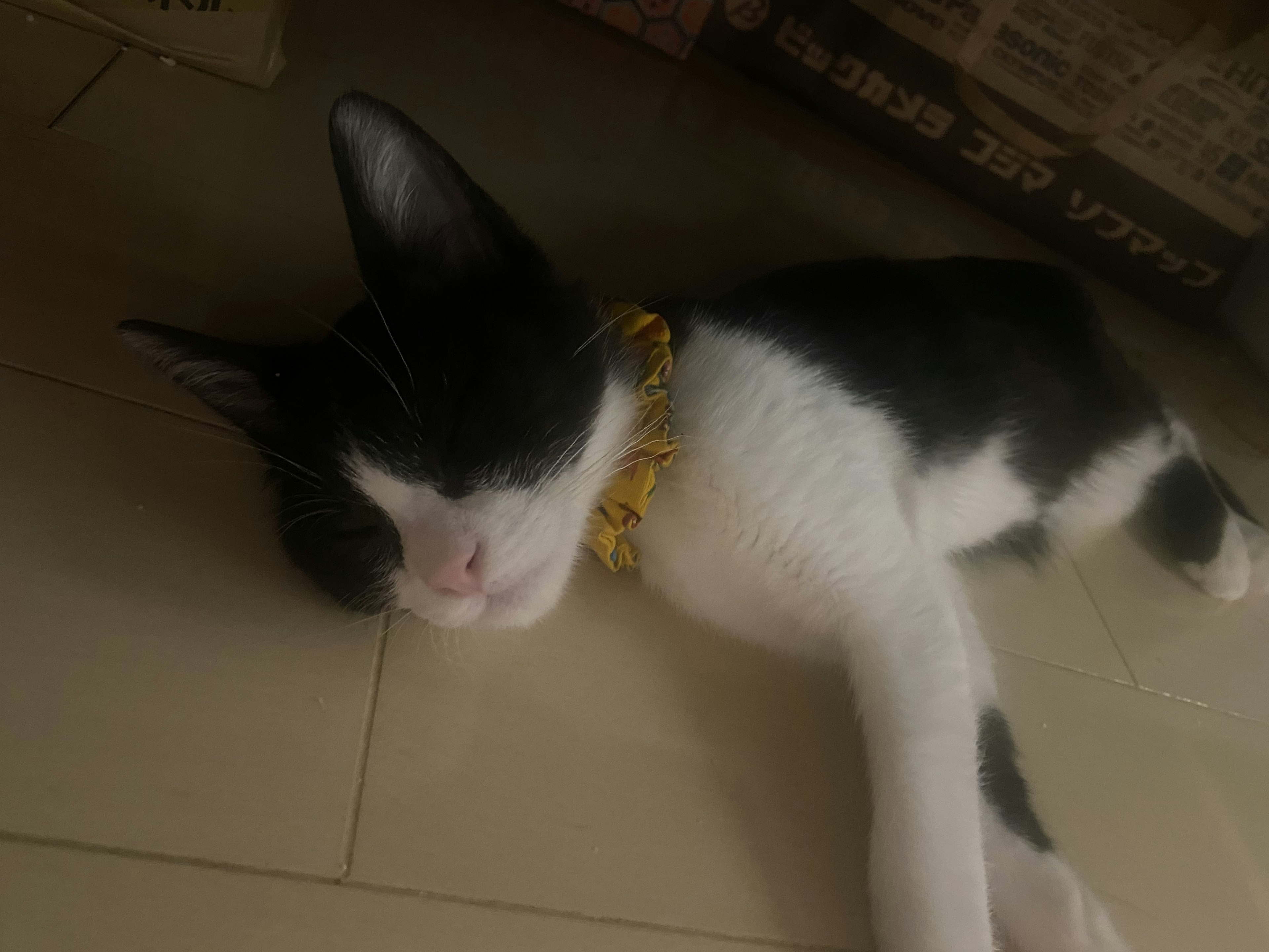 Gatto bianco e nero che dorme con un collare giallo