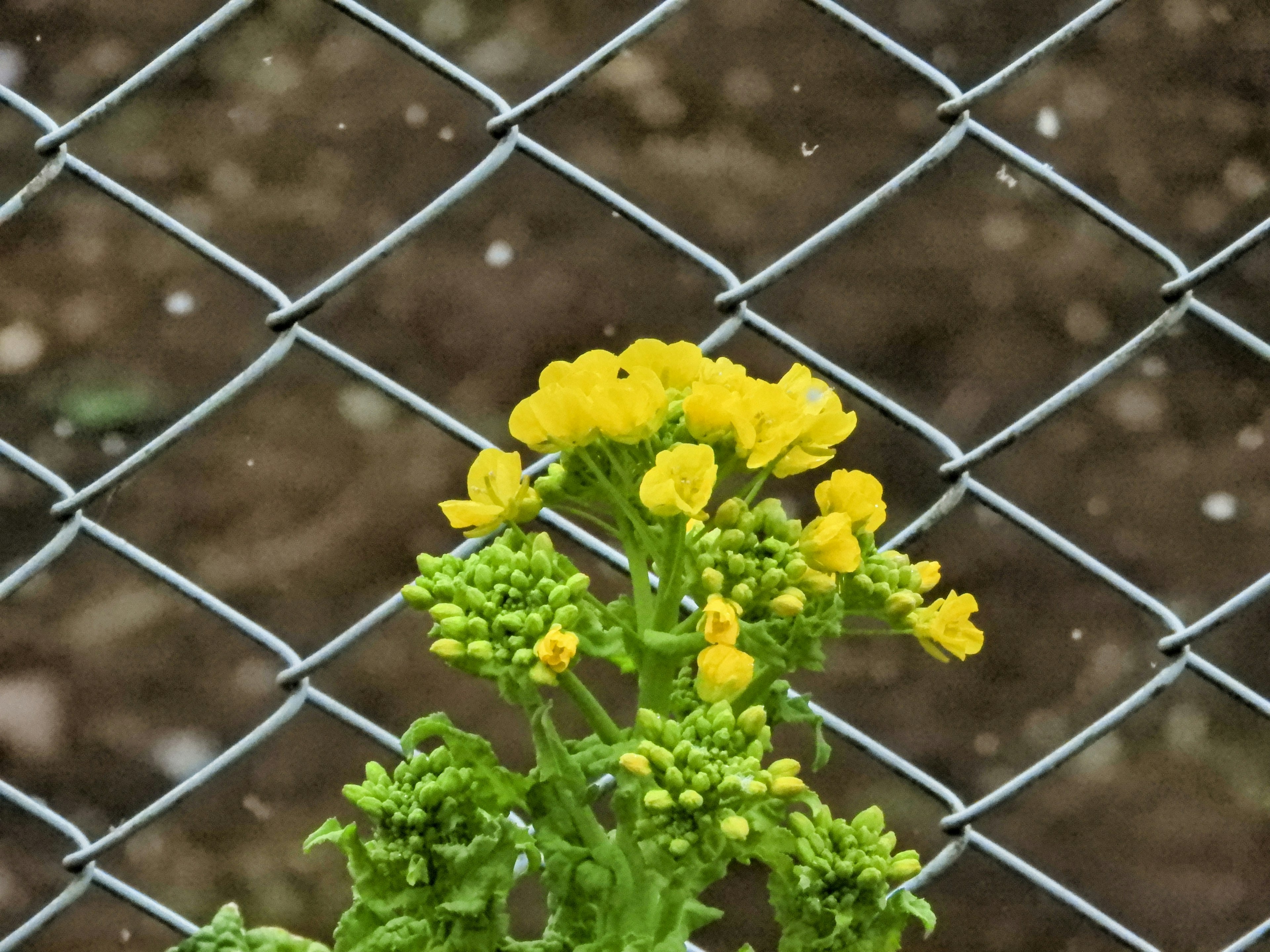 Yellow flowers blooming in front of a chain-link fence