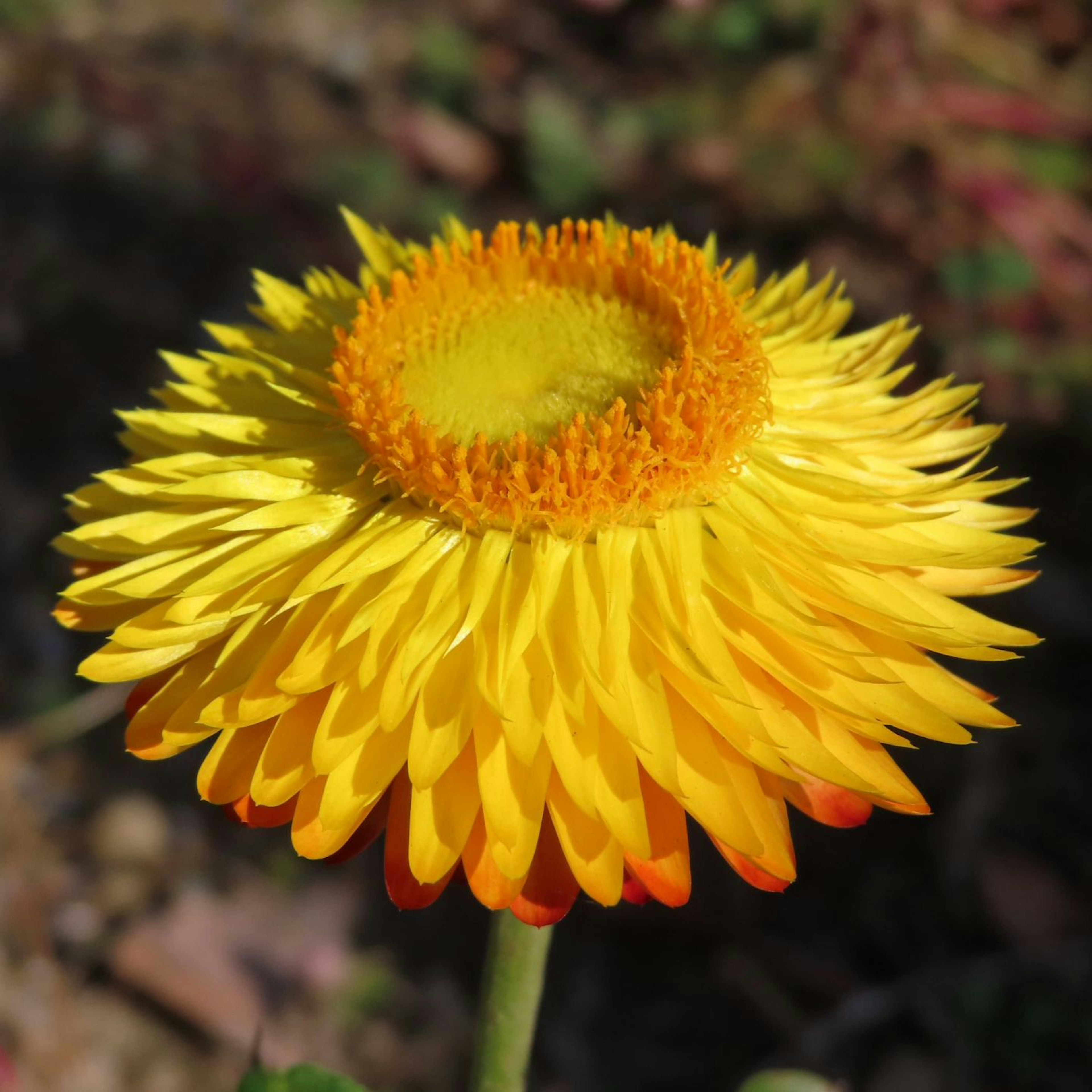 Vibrant yellow flower with a sun-like shape and layered petals