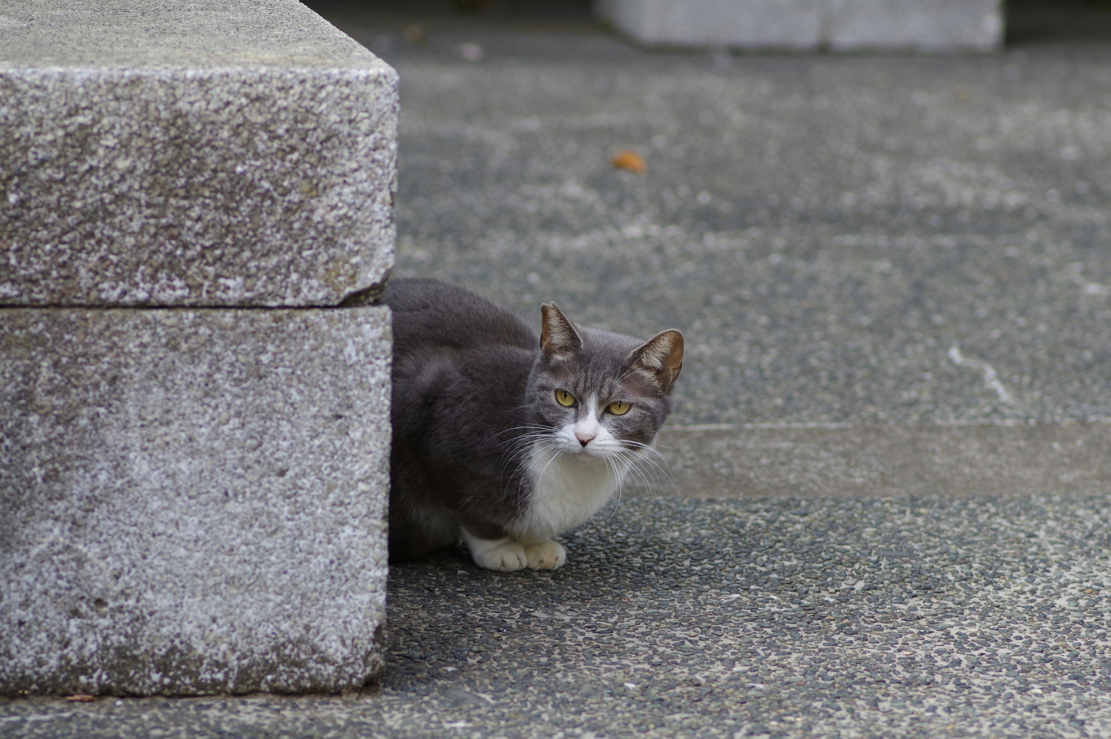 Gray cat hiding behind a stone pillar