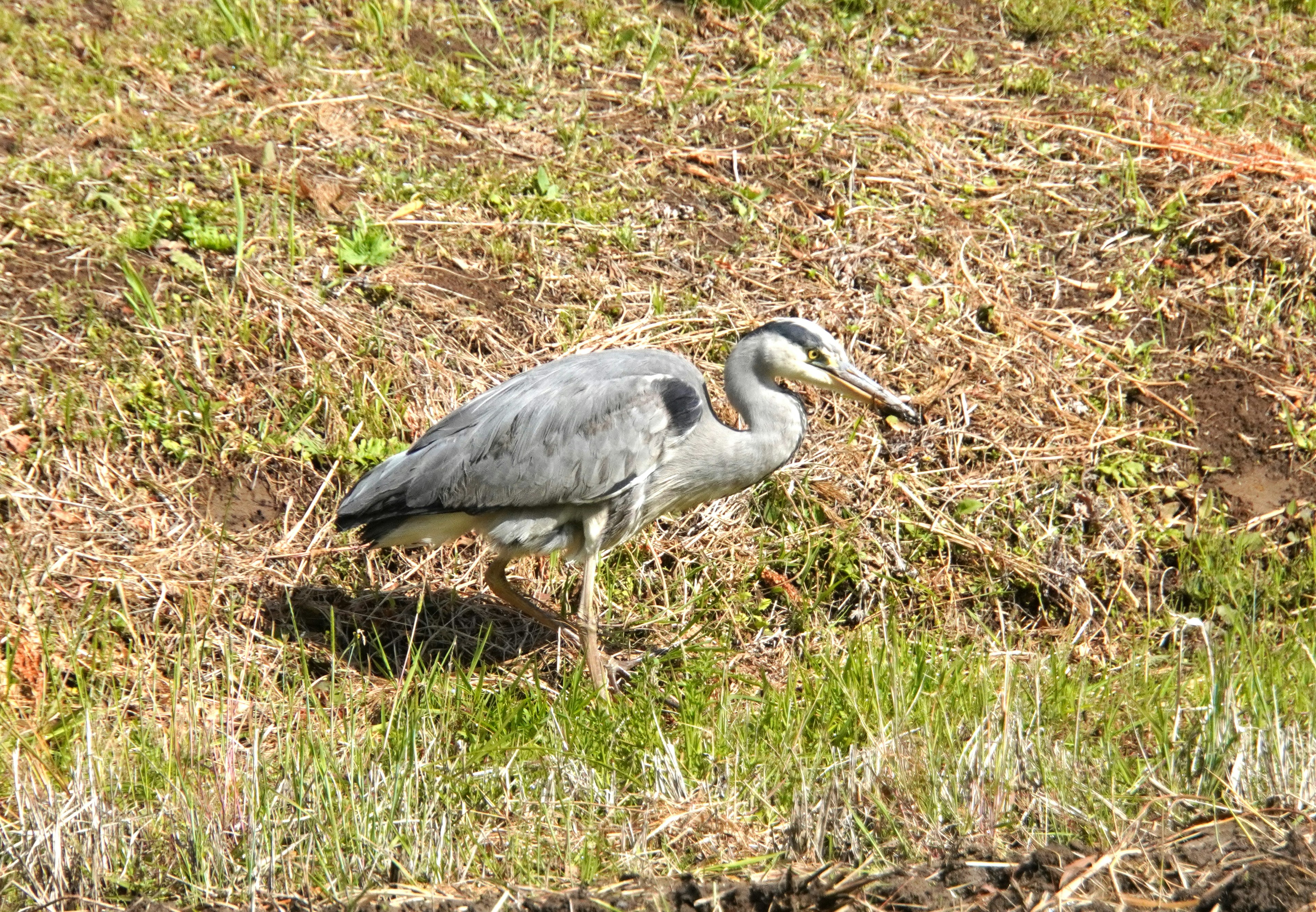 Airone grigio che cammina in un'area erbosa