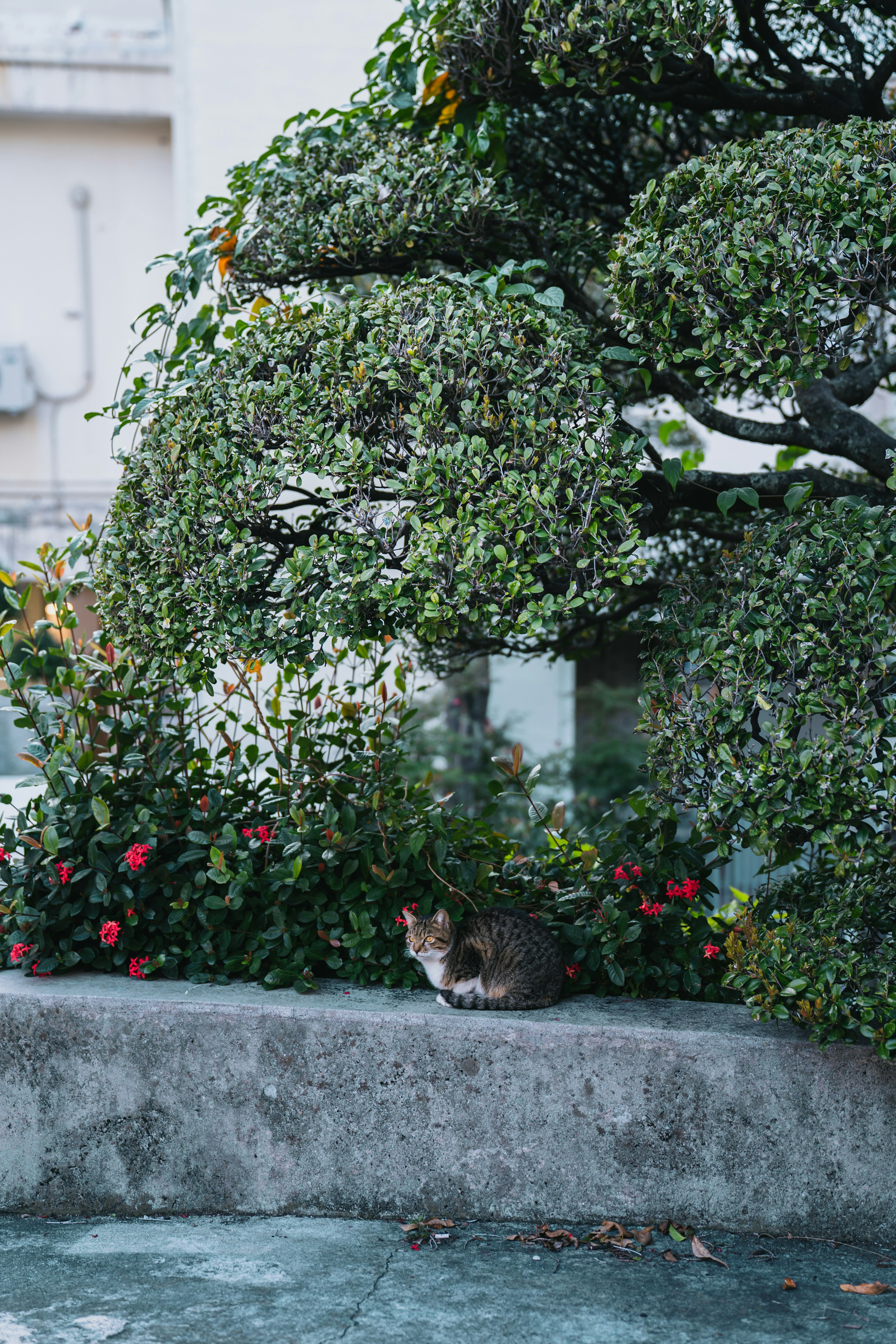 緑の木と赤い花の間に佇む猫の写真