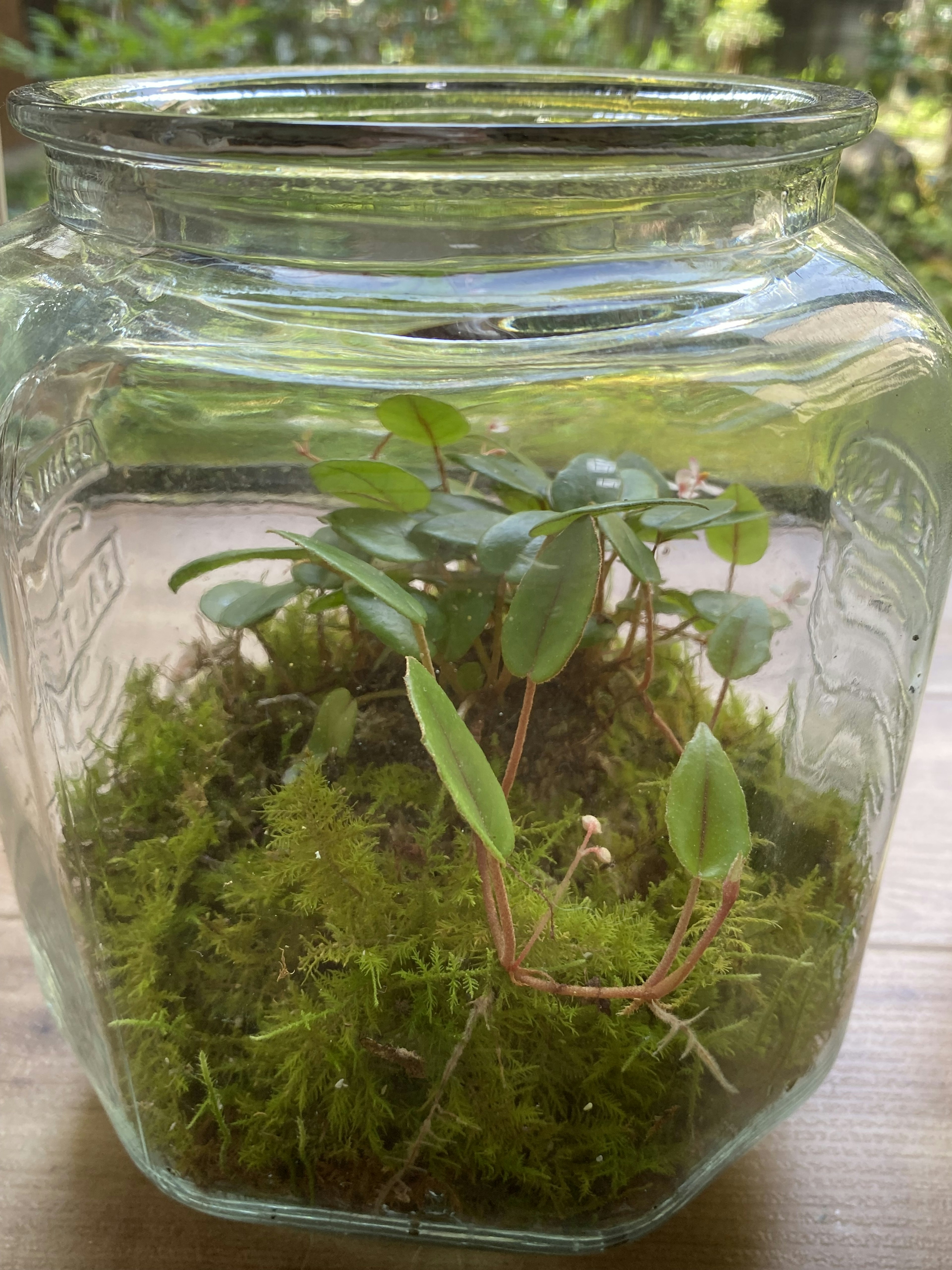 Green plant and moss in a glass jar