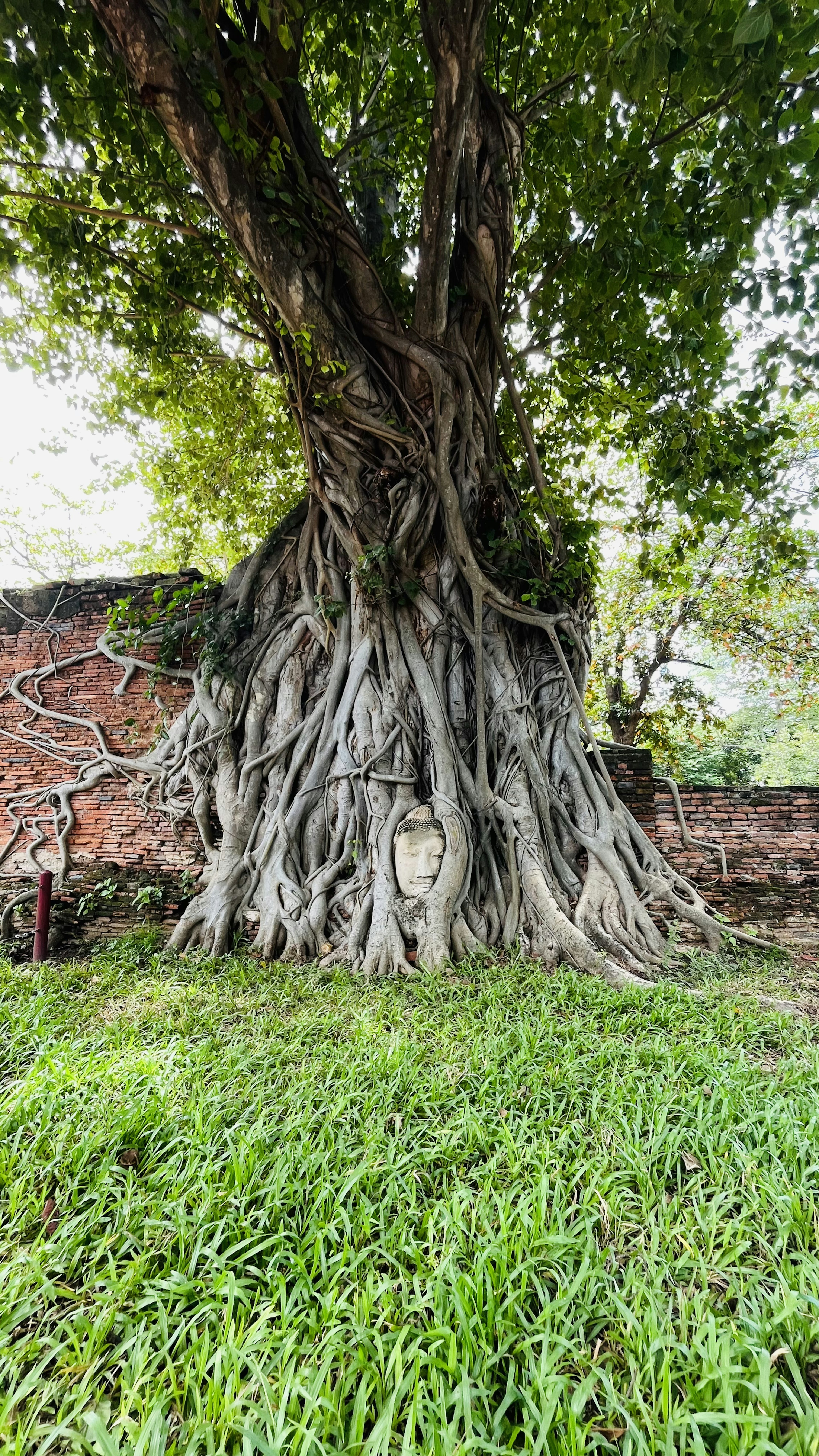 Un grande albero con radici intricate su un prato verde