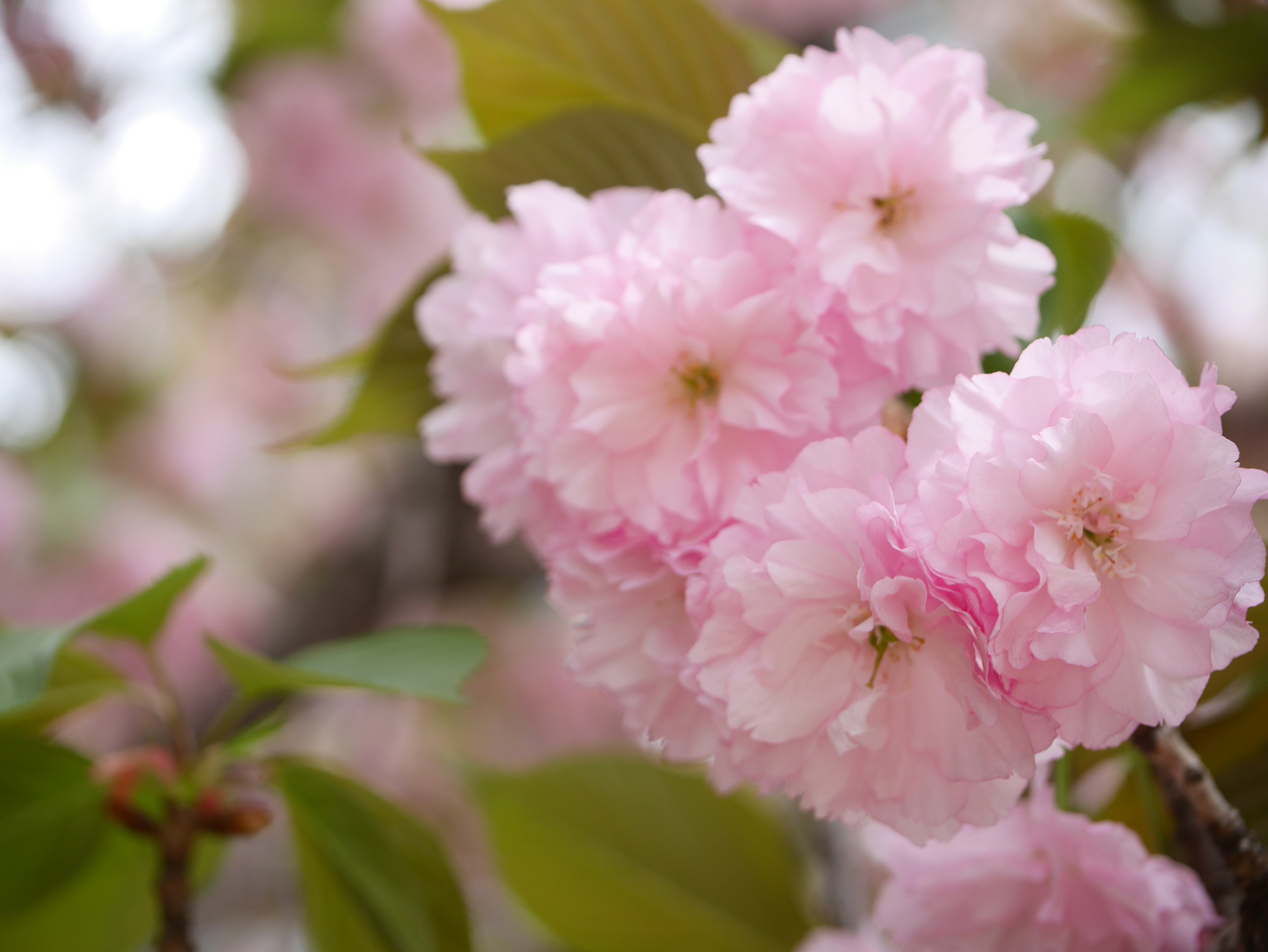 Sekelompok bunga sakura berwarna pink muda mekar