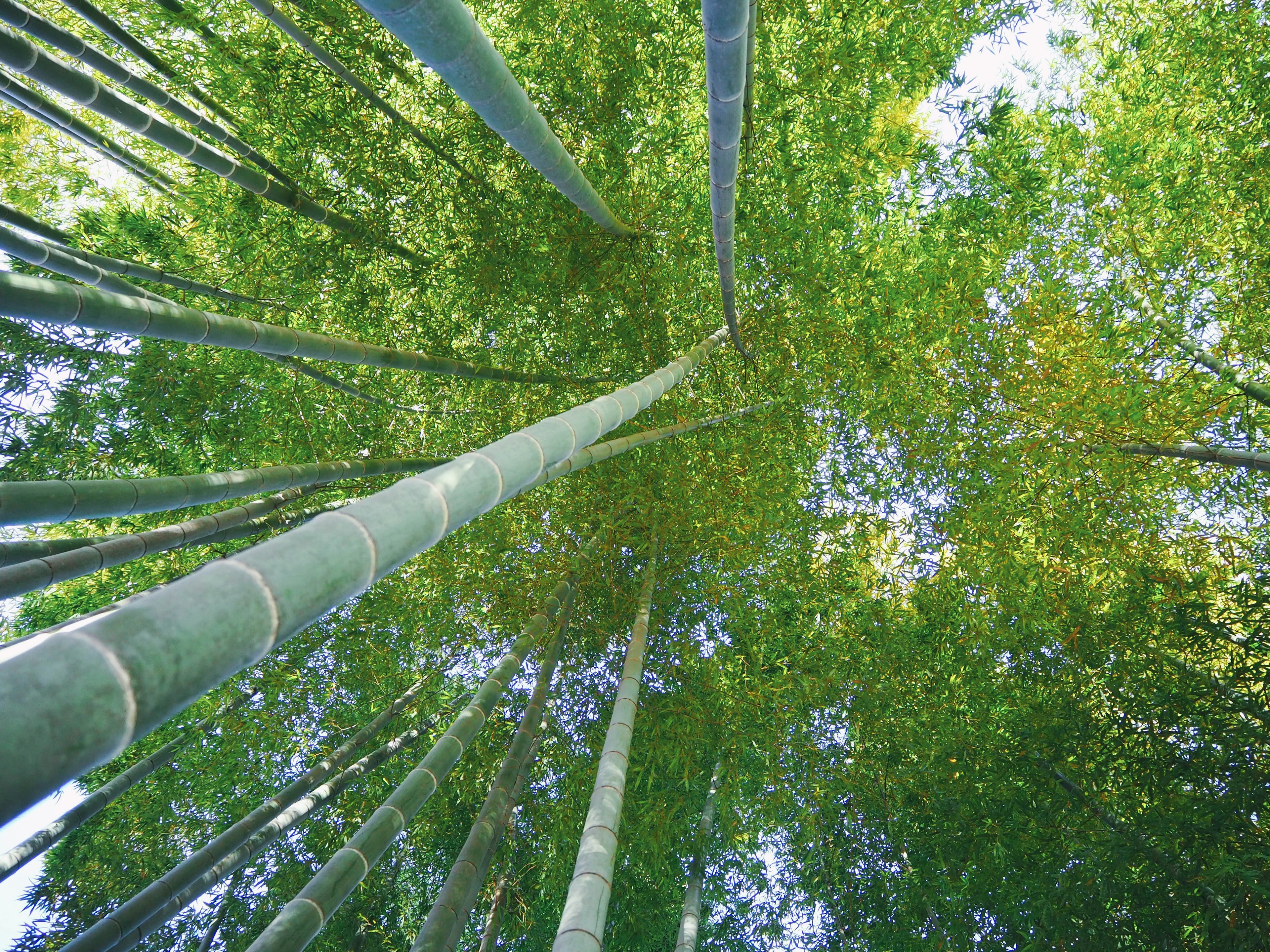 Pemandangan ke atas melalui hutan bambu yang rimbun dengan daun hijau dan batang bambu yang tinggi