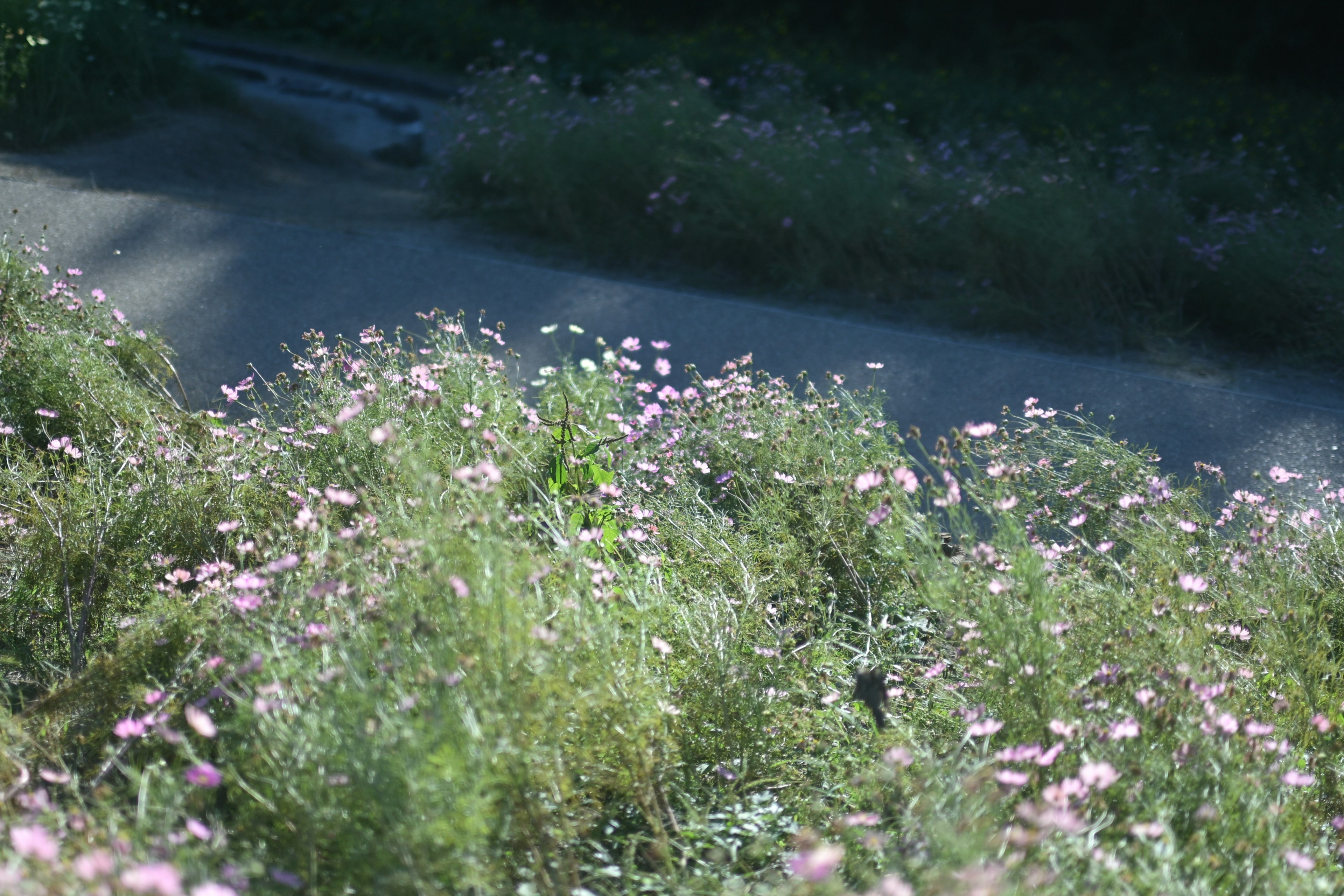 ピンクの花が咲く緑の草原の風景