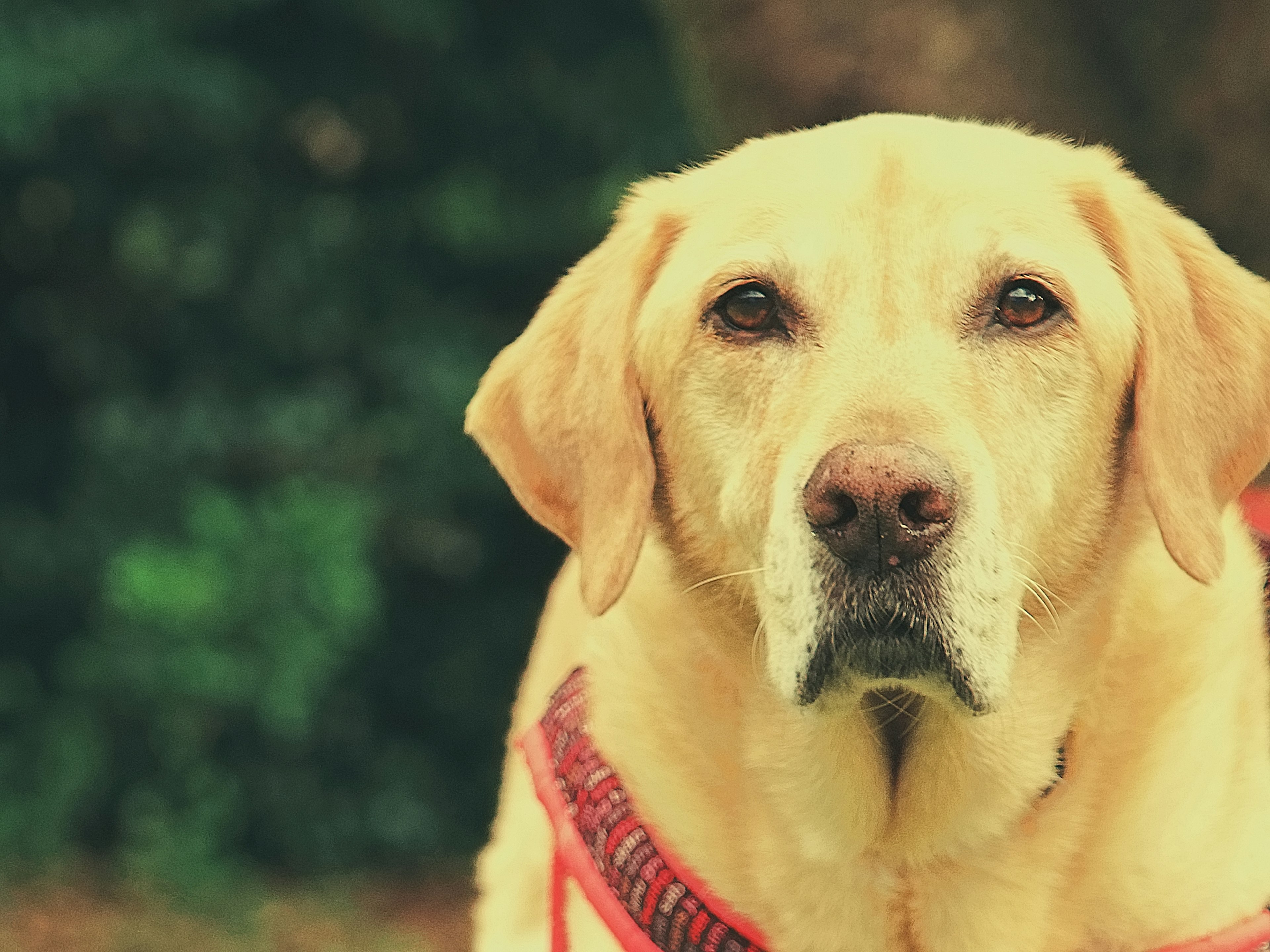 Un perro Labrador amarillo mirando seriamente a la cámara con plantas verdes de fondo