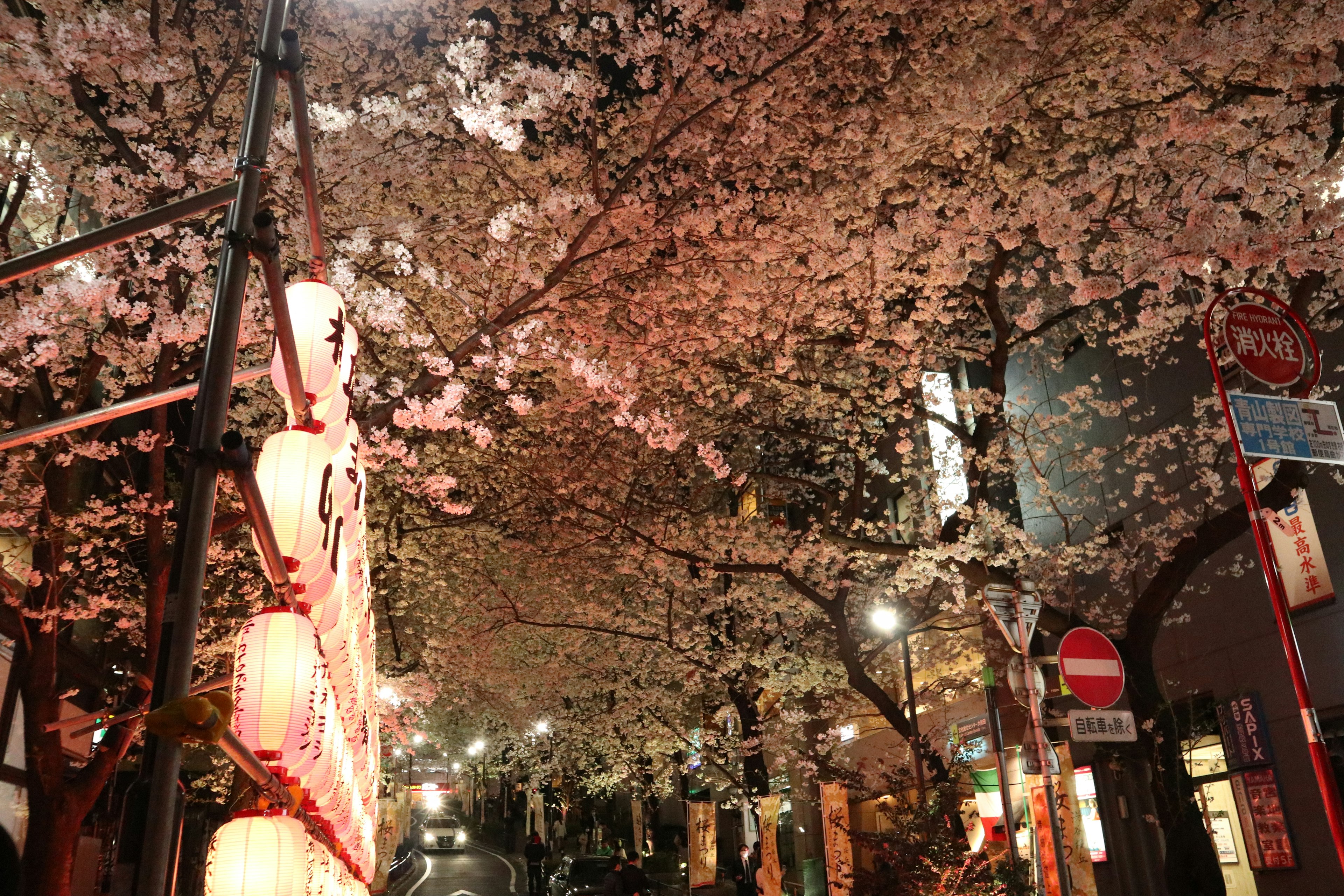 Lampion dan pemandangan jalan di bawah bunga sakura di malam hari