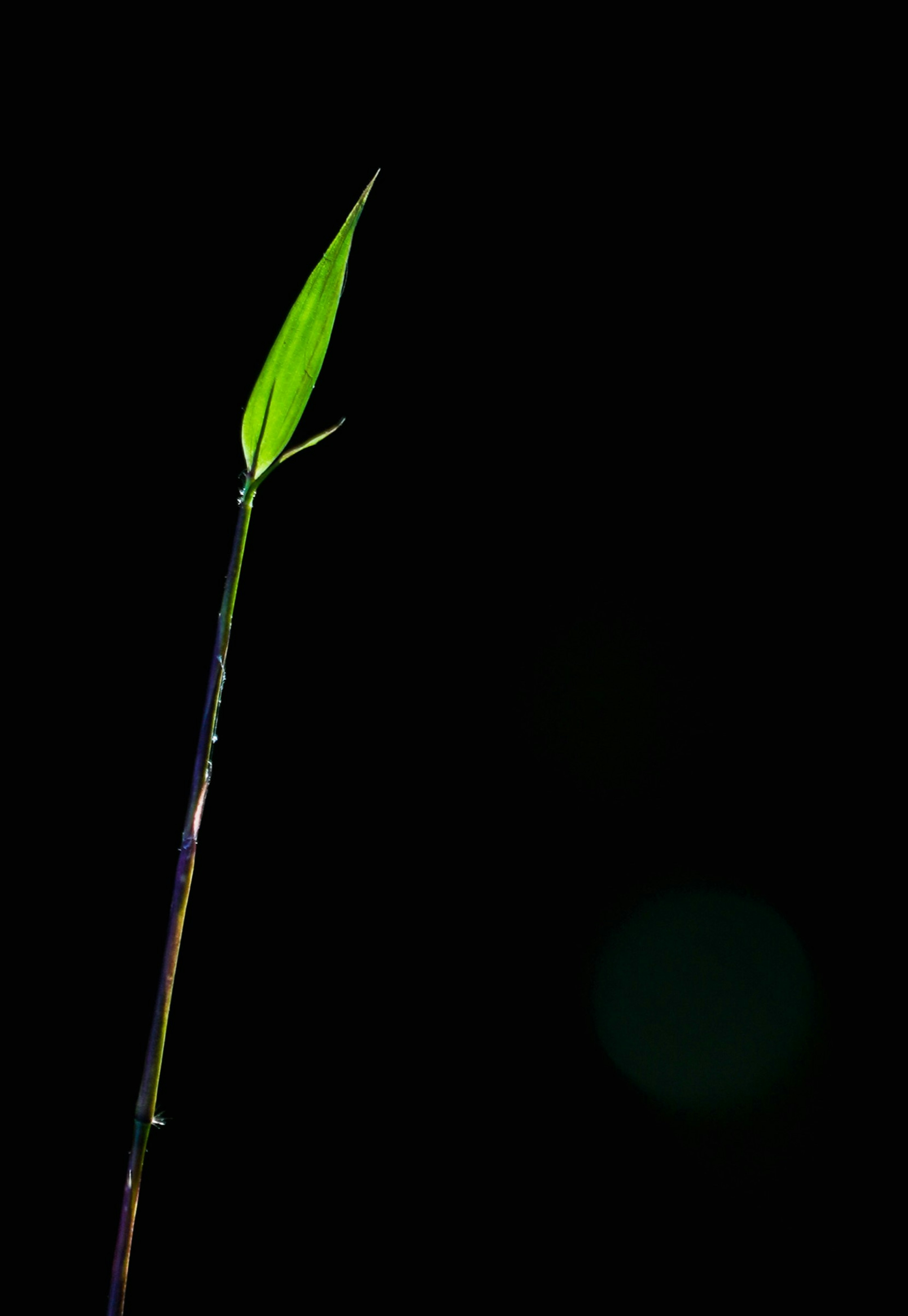 Un sottile germoglio di bambù con una foglia verde su uno sfondo scuro