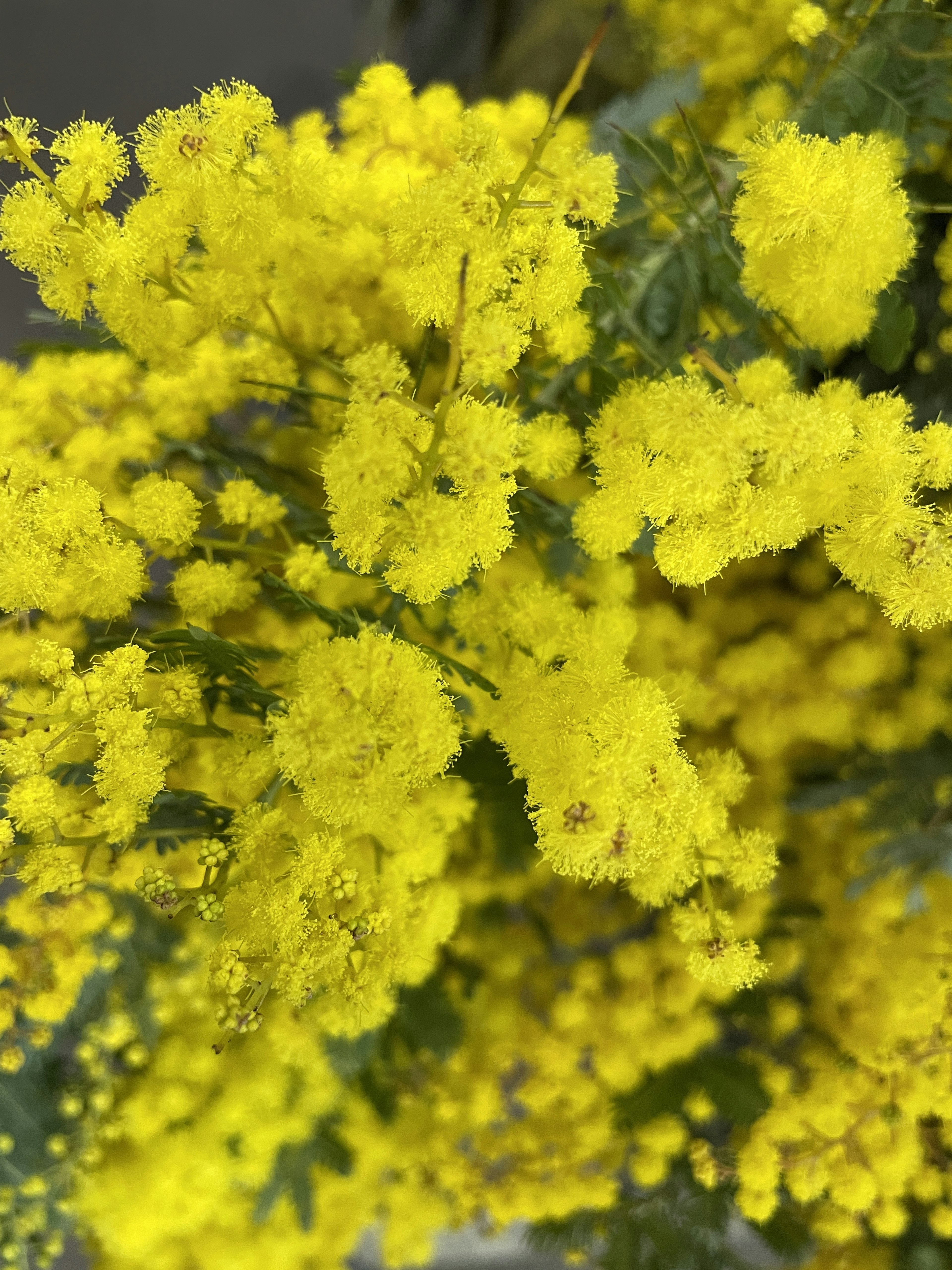 Regroupements vibrants de fleurs de mimosa jaunes