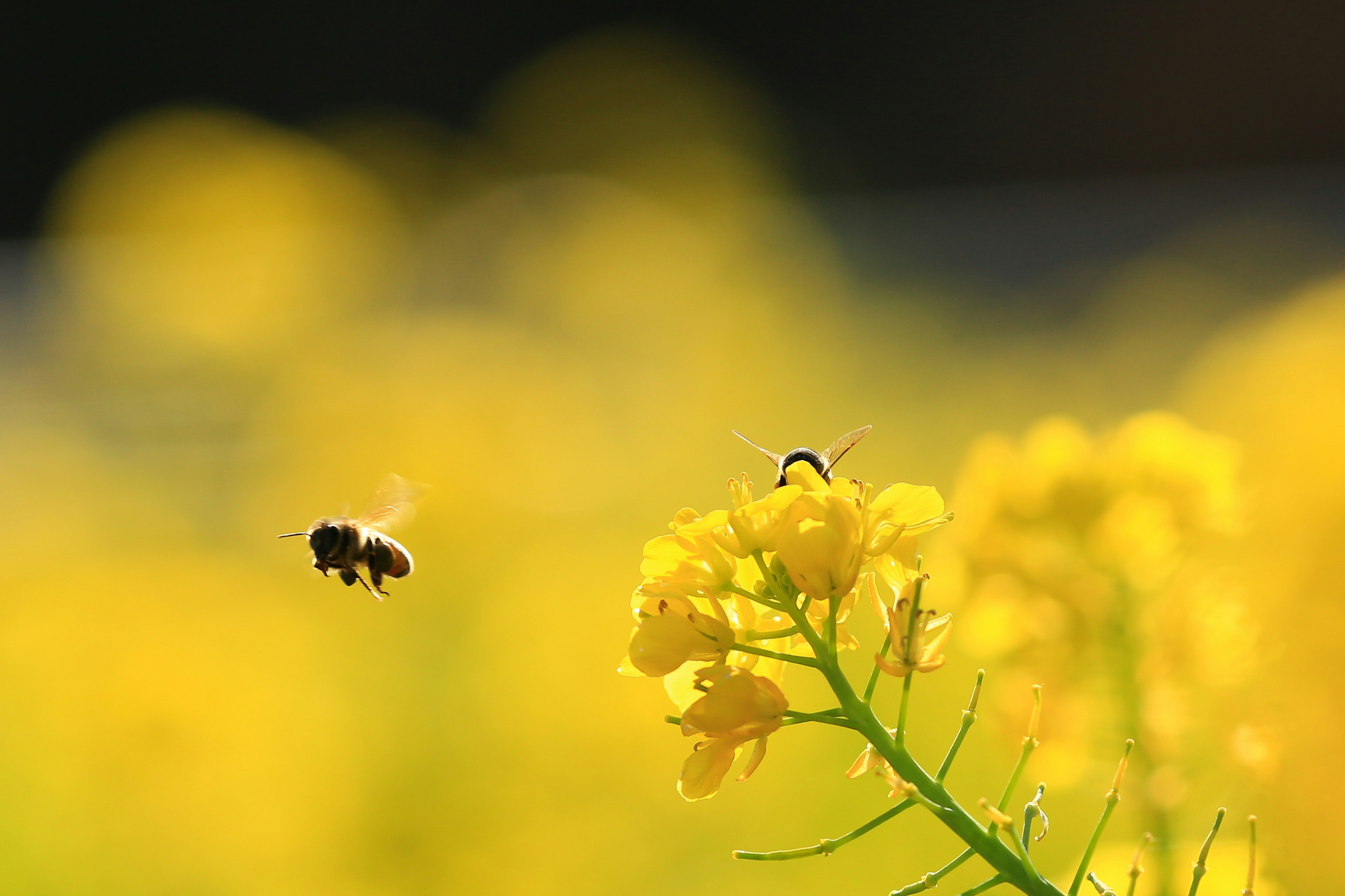 Gros plan d'une abeille survolant des fleurs jaunes