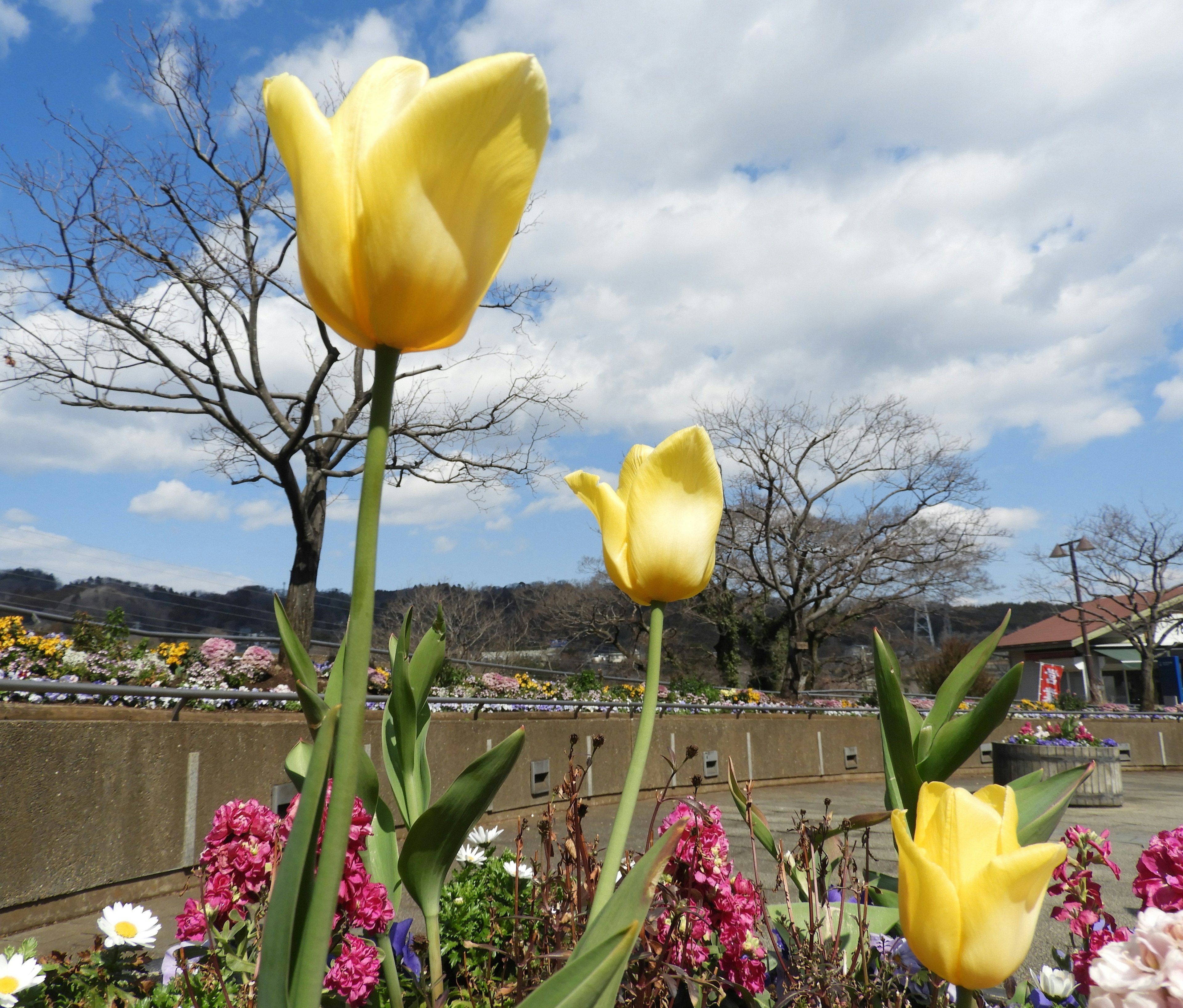 Yellow tulips blooming in a garden landscape