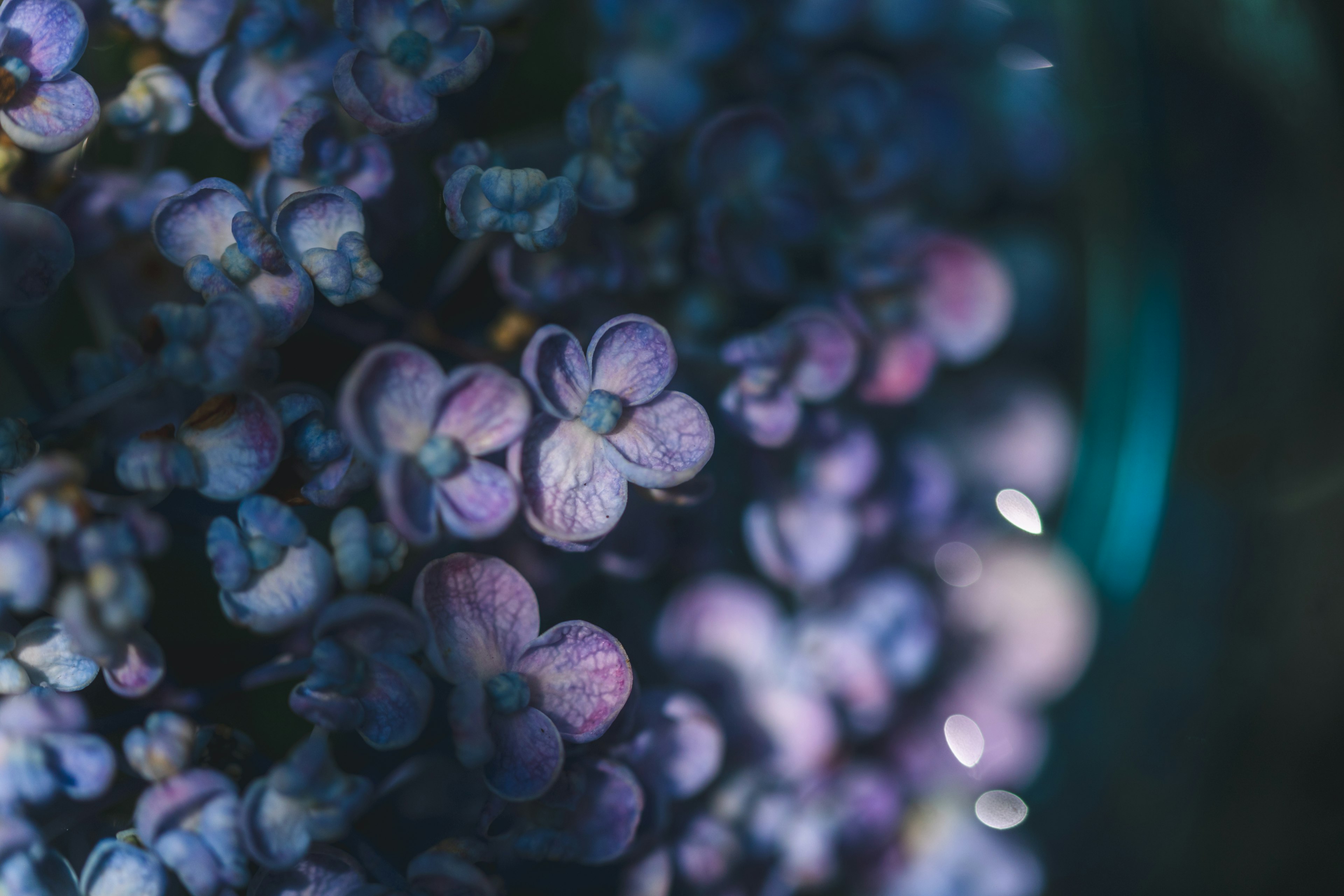 Close-up image of beautiful purple flowers