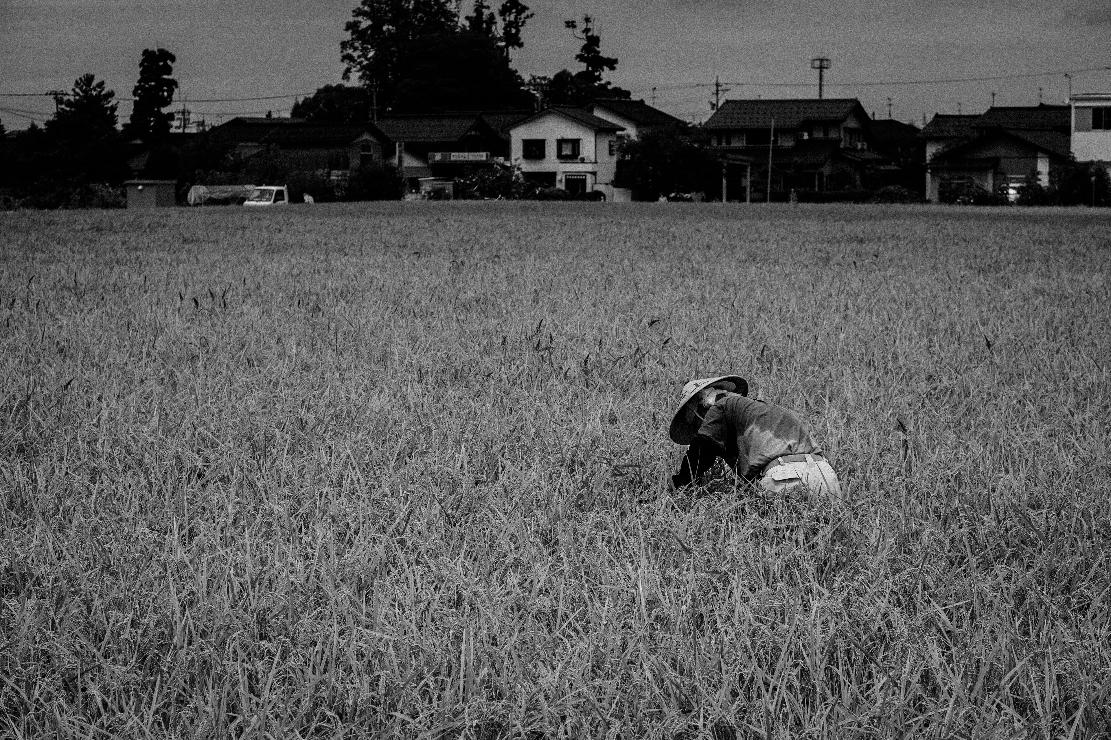 Black and white photo of a farmer working in a rice field with houses in the background