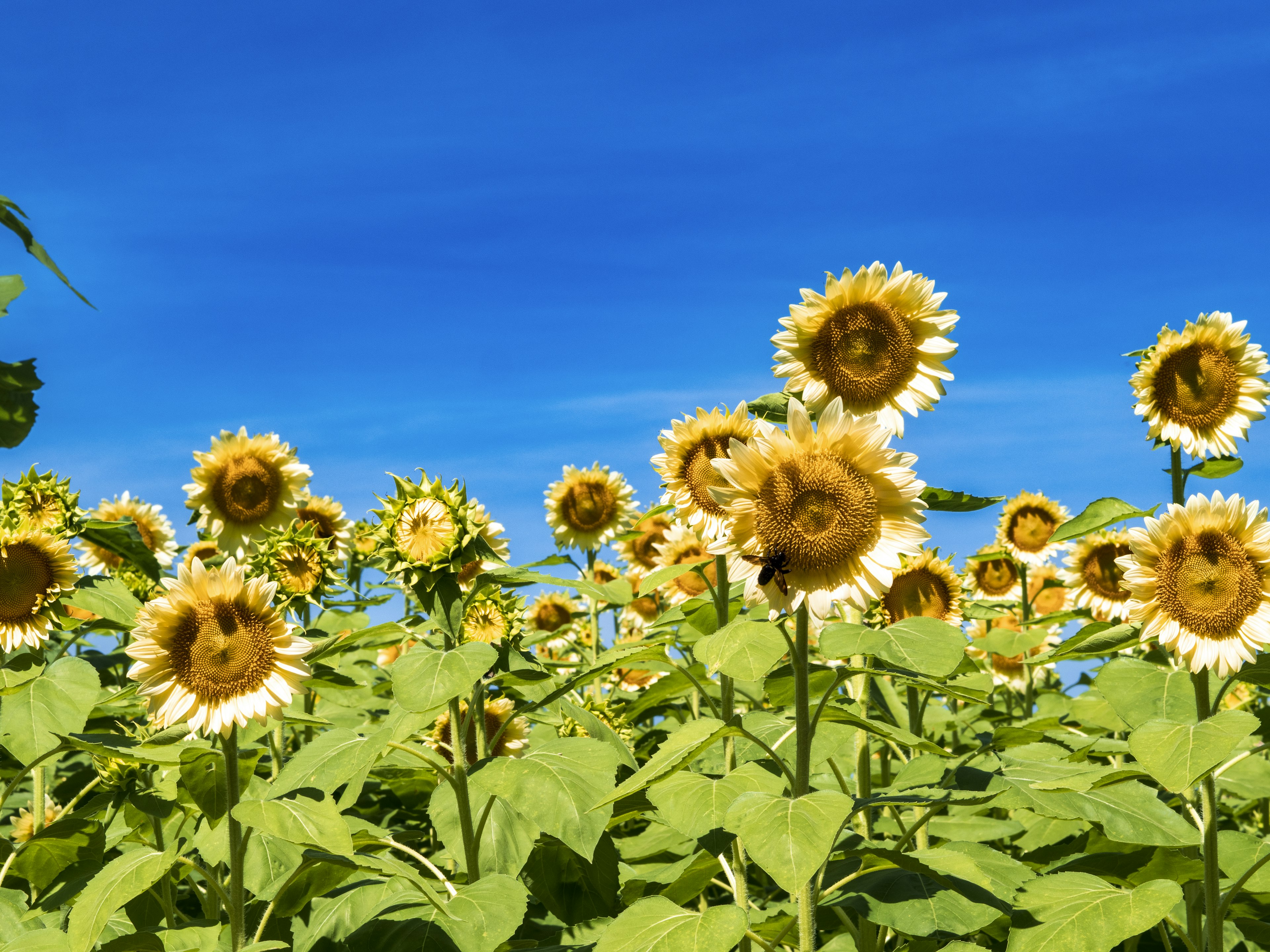 Girasoles floreciendo bajo un cielo azul con hojas verdes