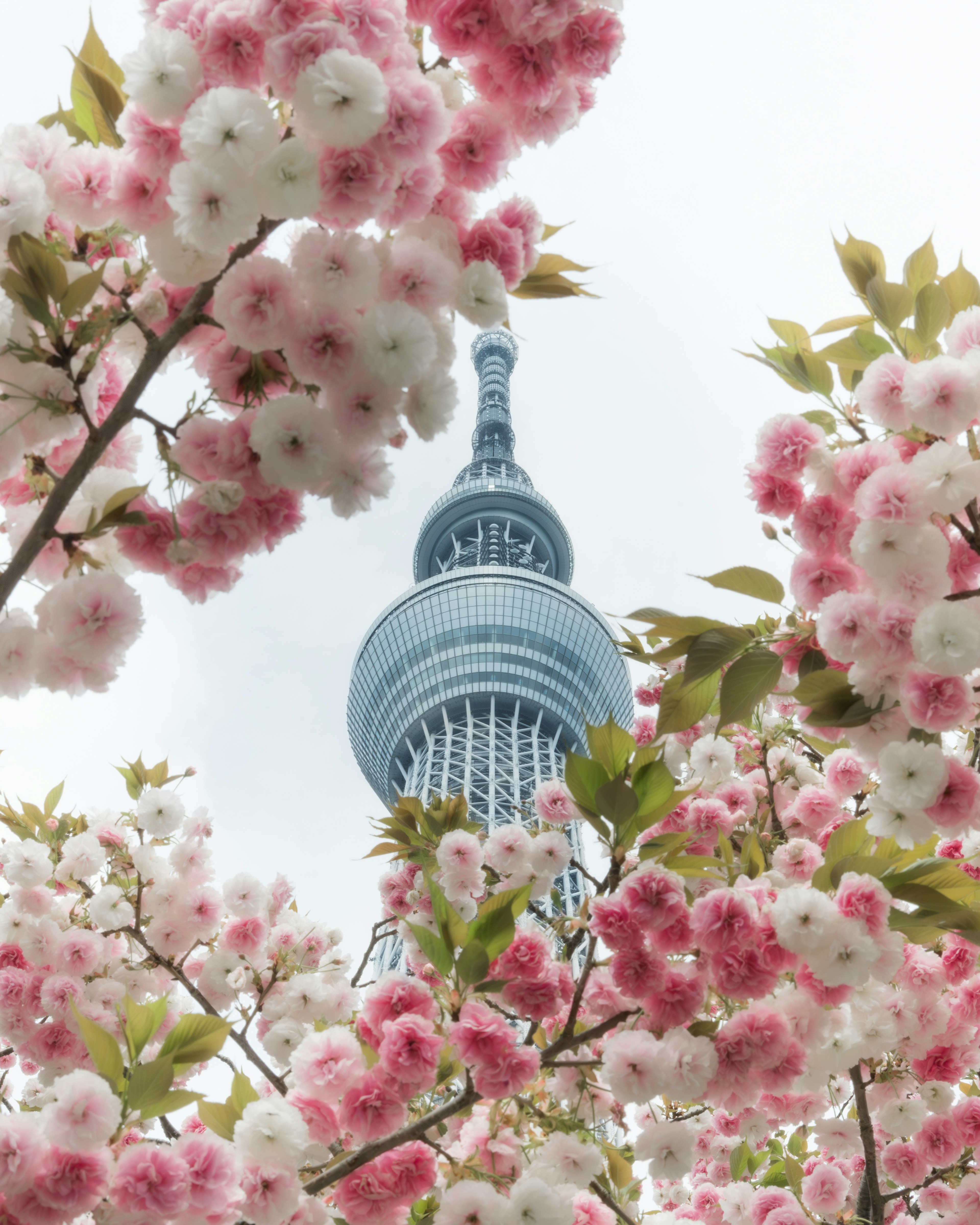 桜の花に囲まれた東京スカイツリーの美しい景色