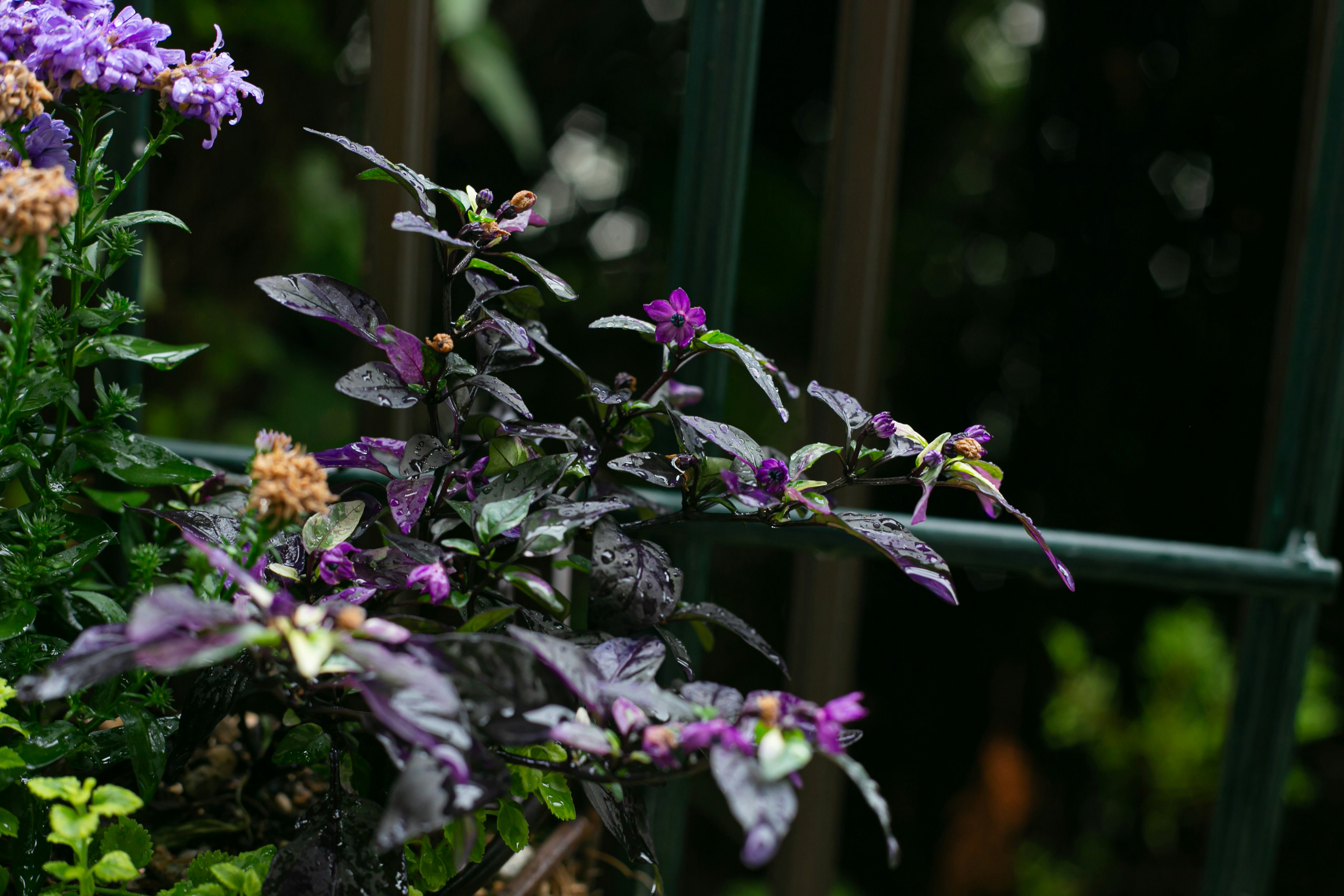 紫色の花を持つ植物が緑のフェンスの近くにある