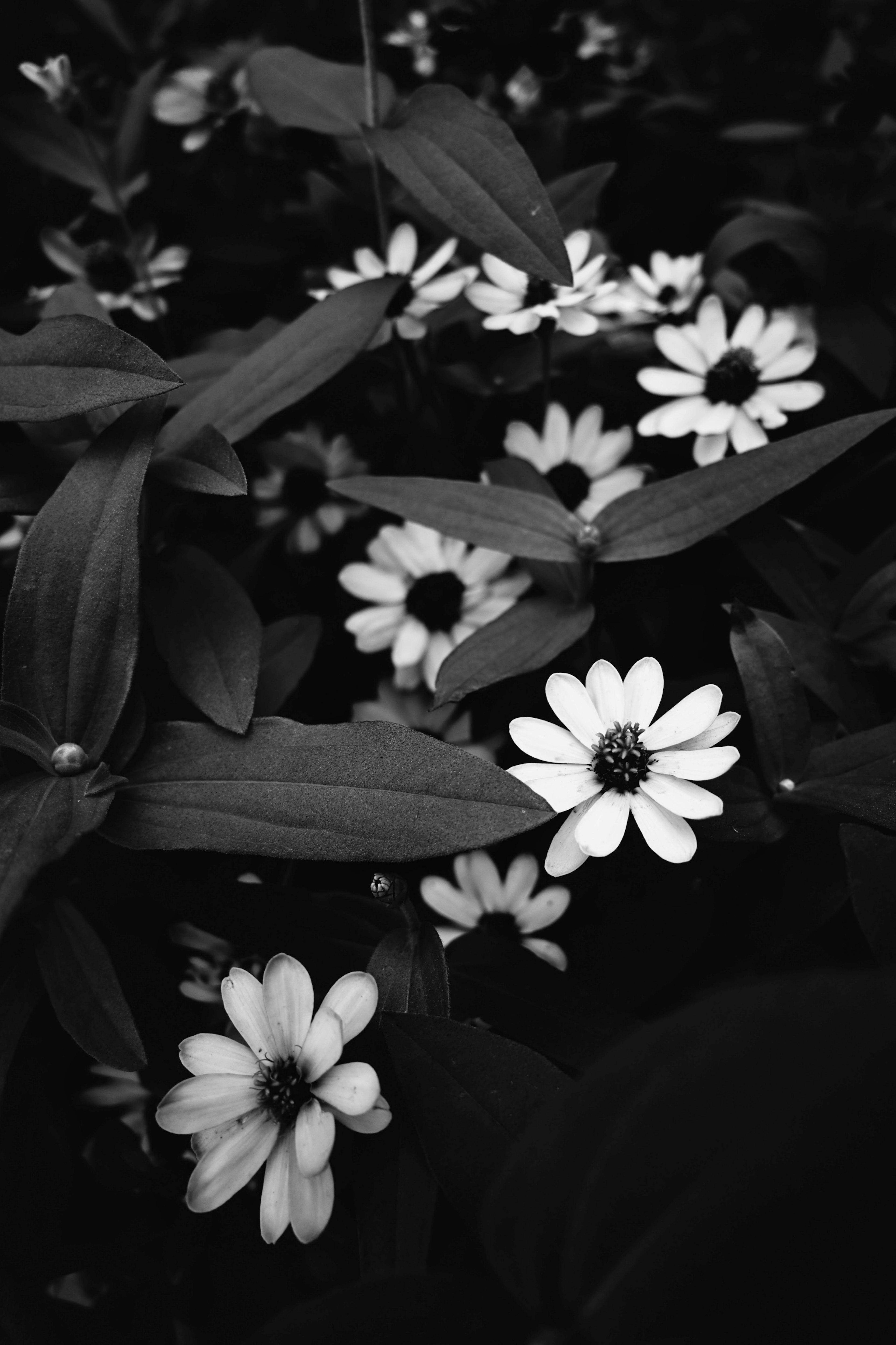 Image en noir et blanc de fleurs blanches entourées de feuilles vertes