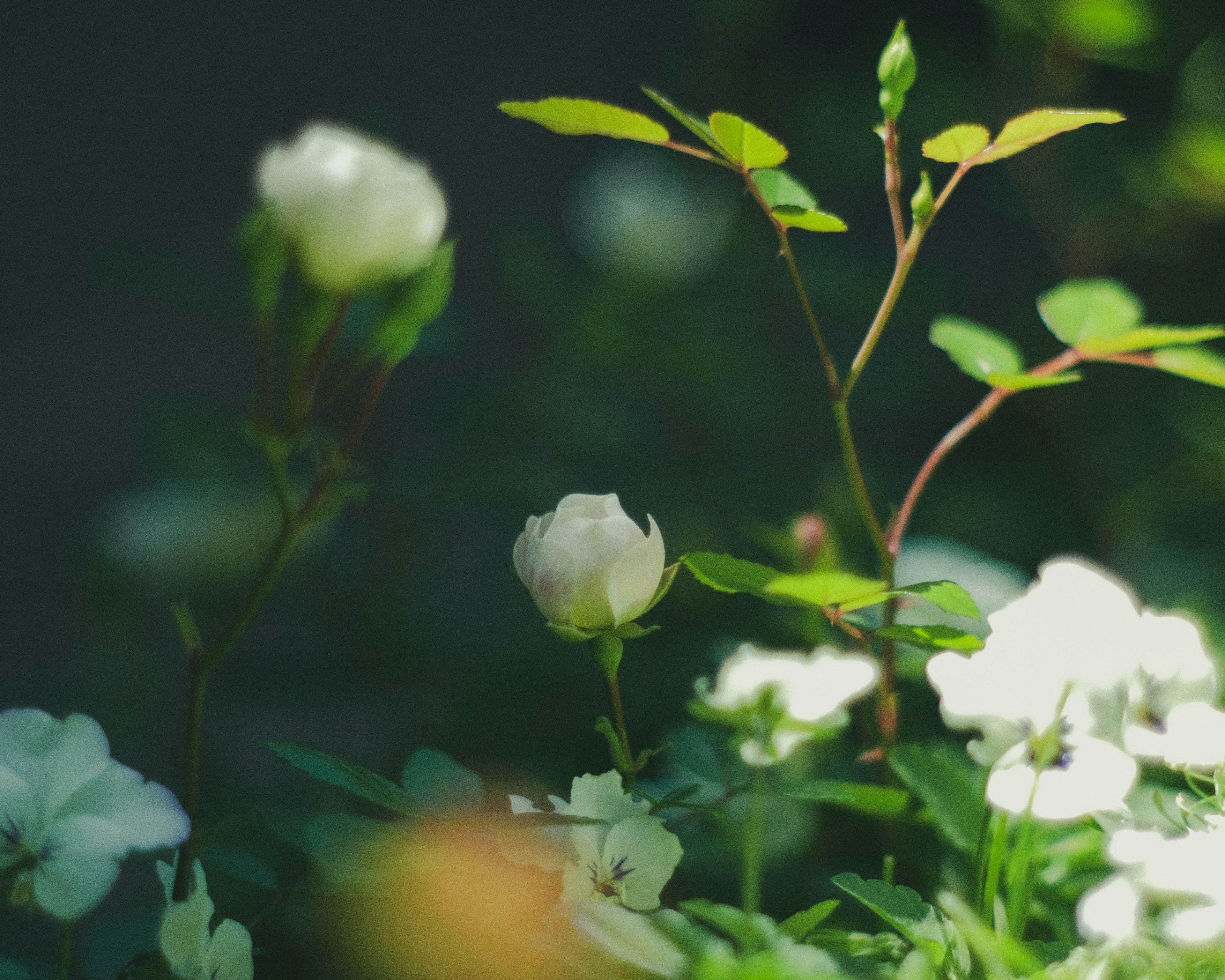 Scena di giardino con foglie verdi e boccioli di fiori bianchi