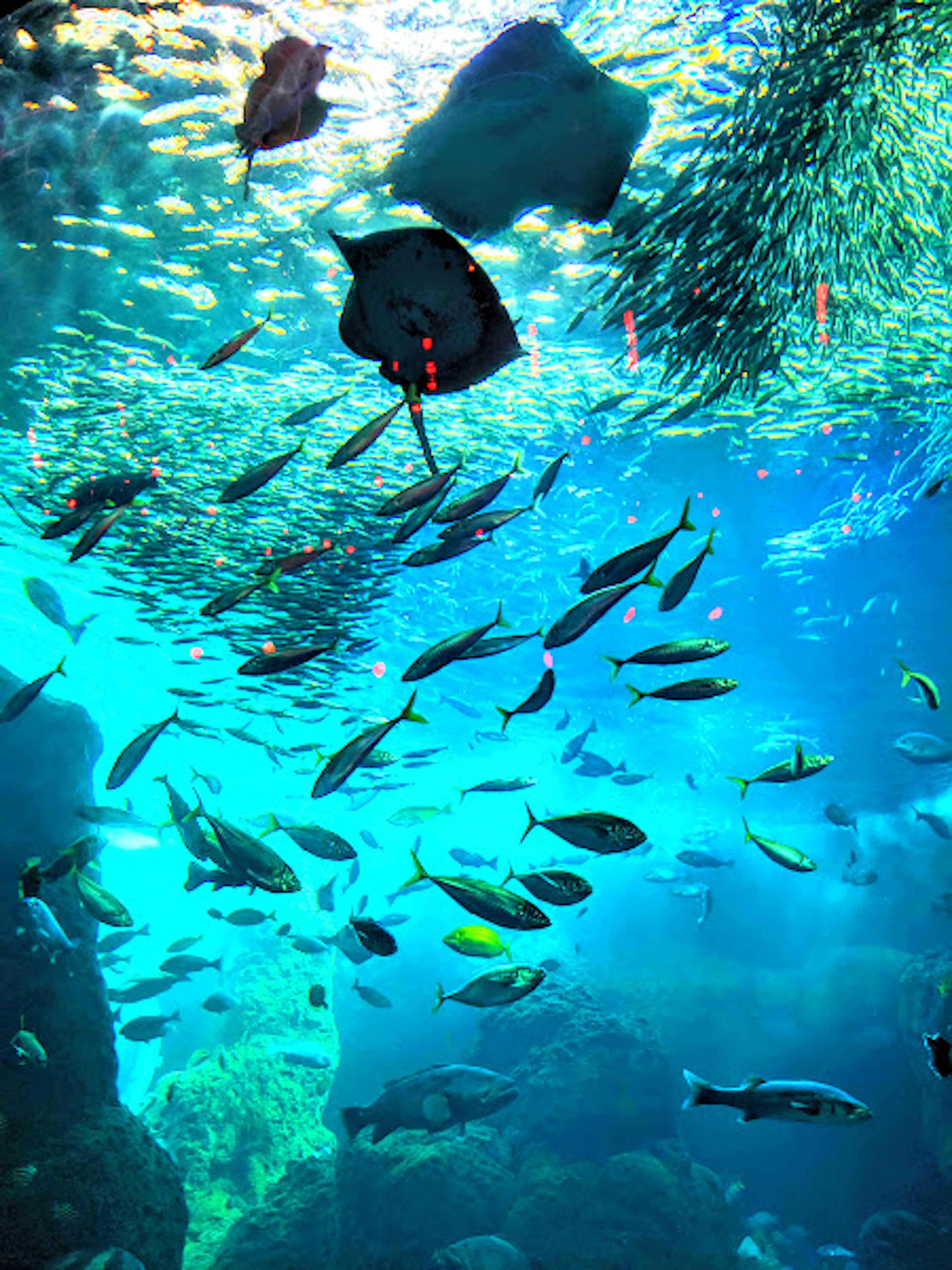 Fish swimming in blue water with rocks floating on the surface