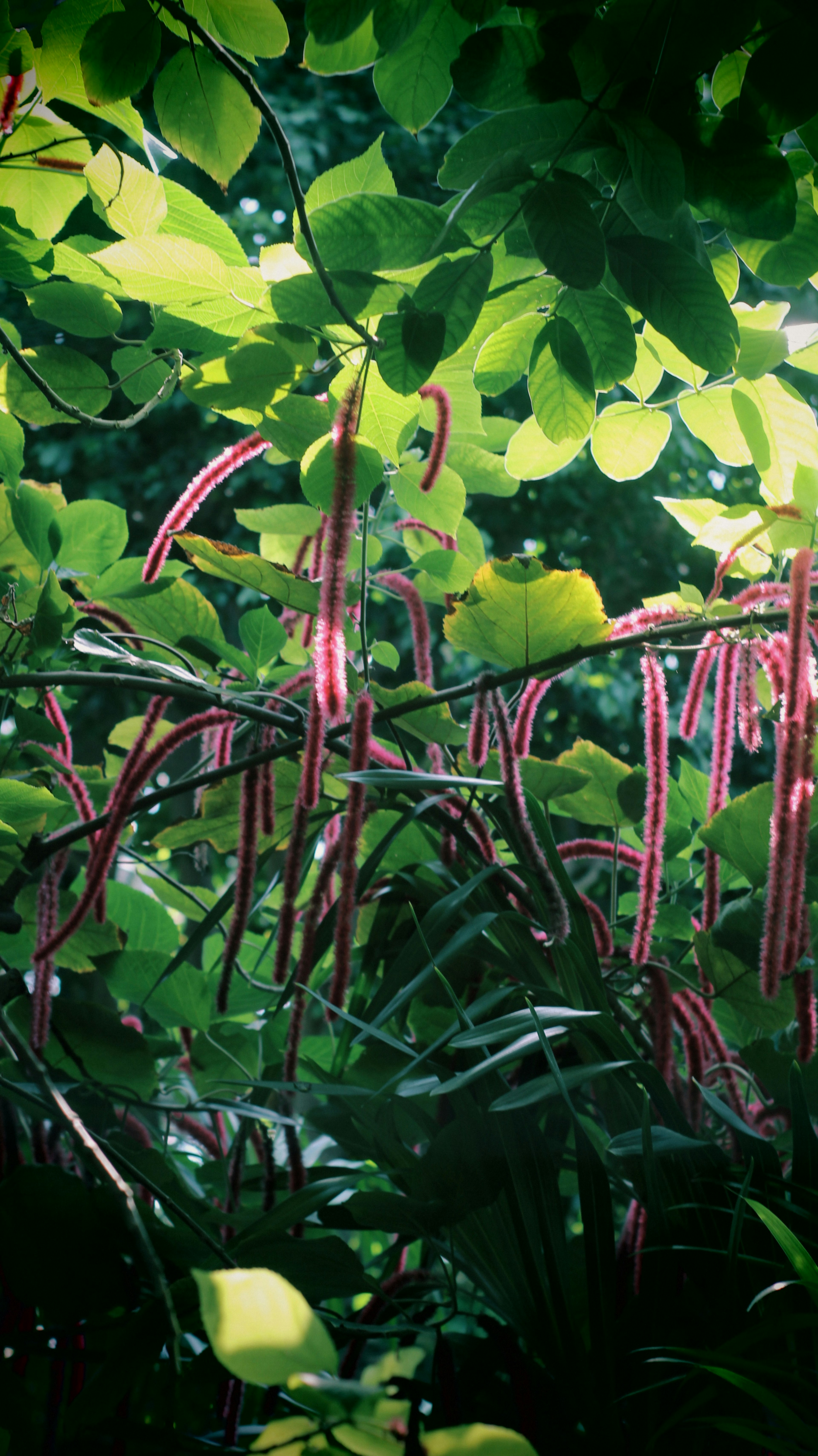 Vibrant red bean-like plants surrounded by green leaves