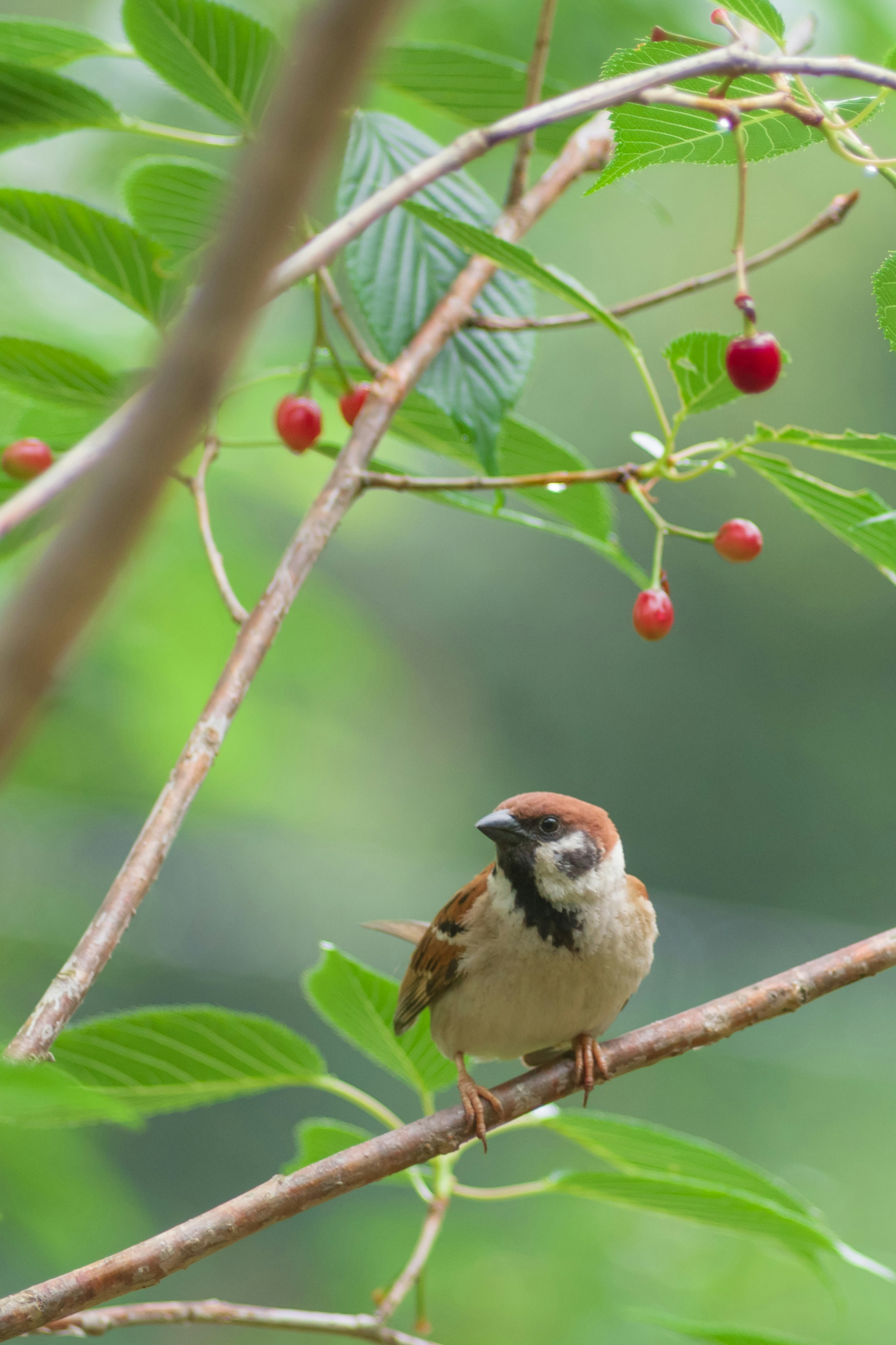 Un petit oiseau perché sur une branche avec des feuilles vertes et des baies rouges