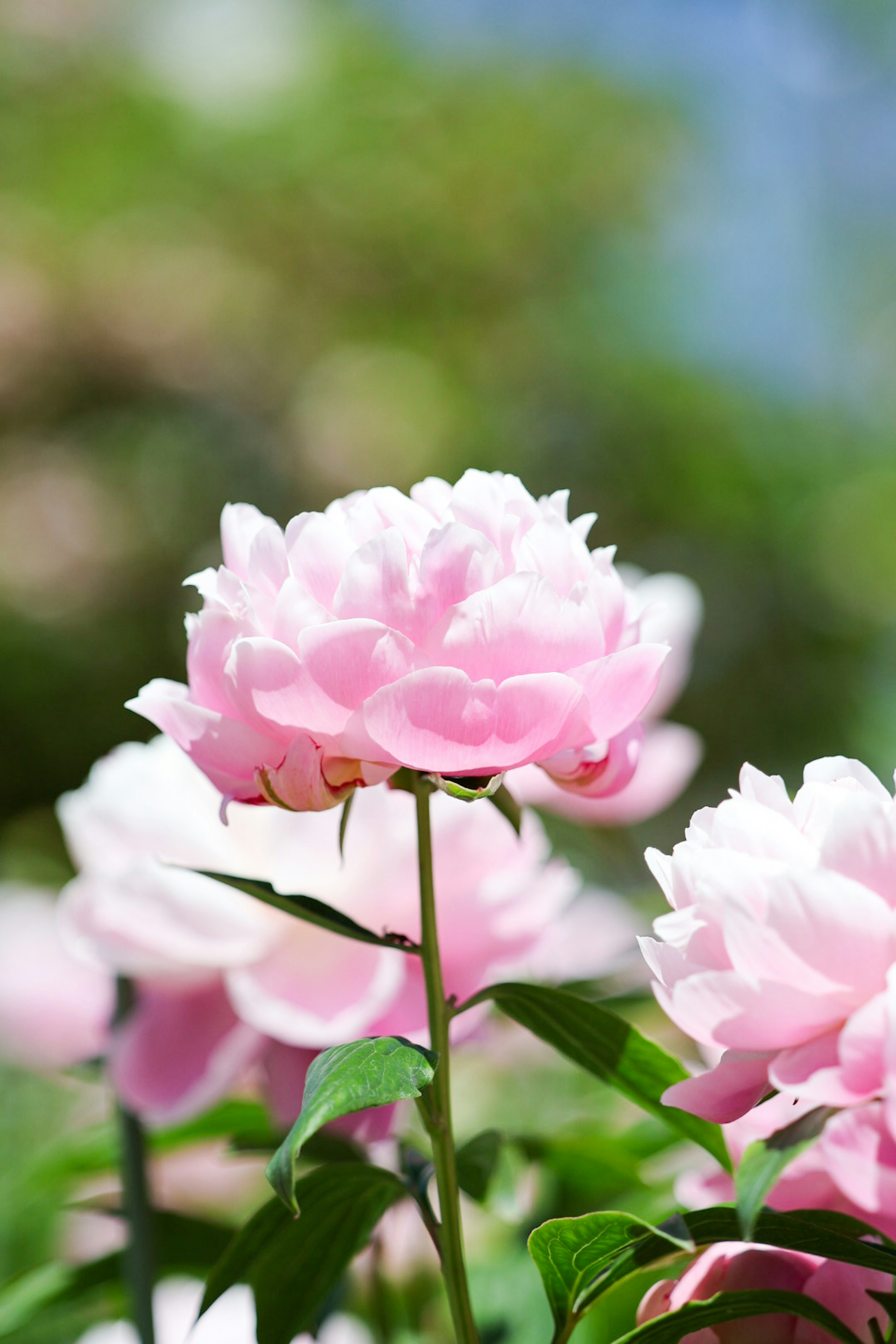 美しいピンクの花が咲いている様子