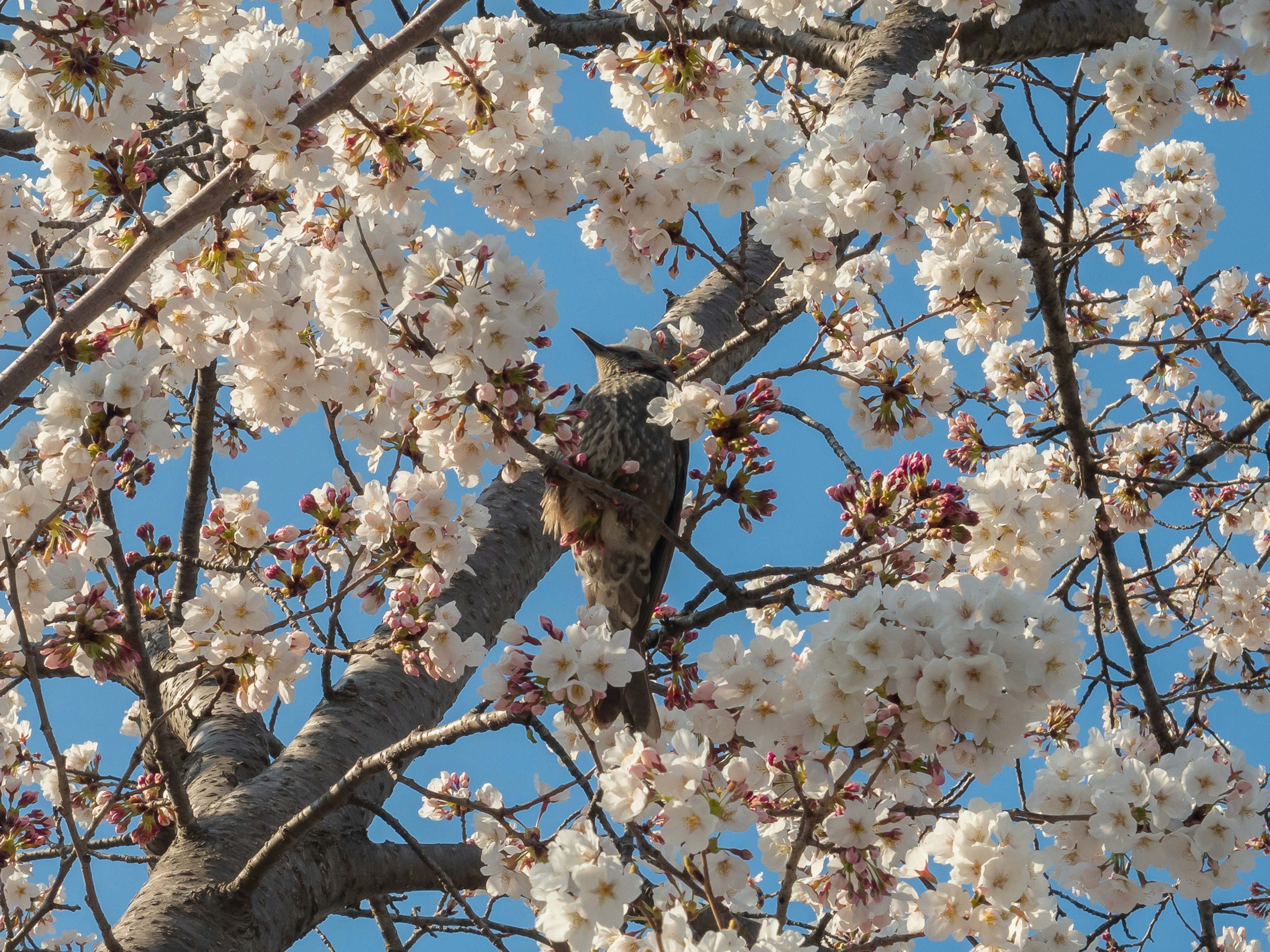 桜の花が咲いている木の枝に隠れたフクロウ