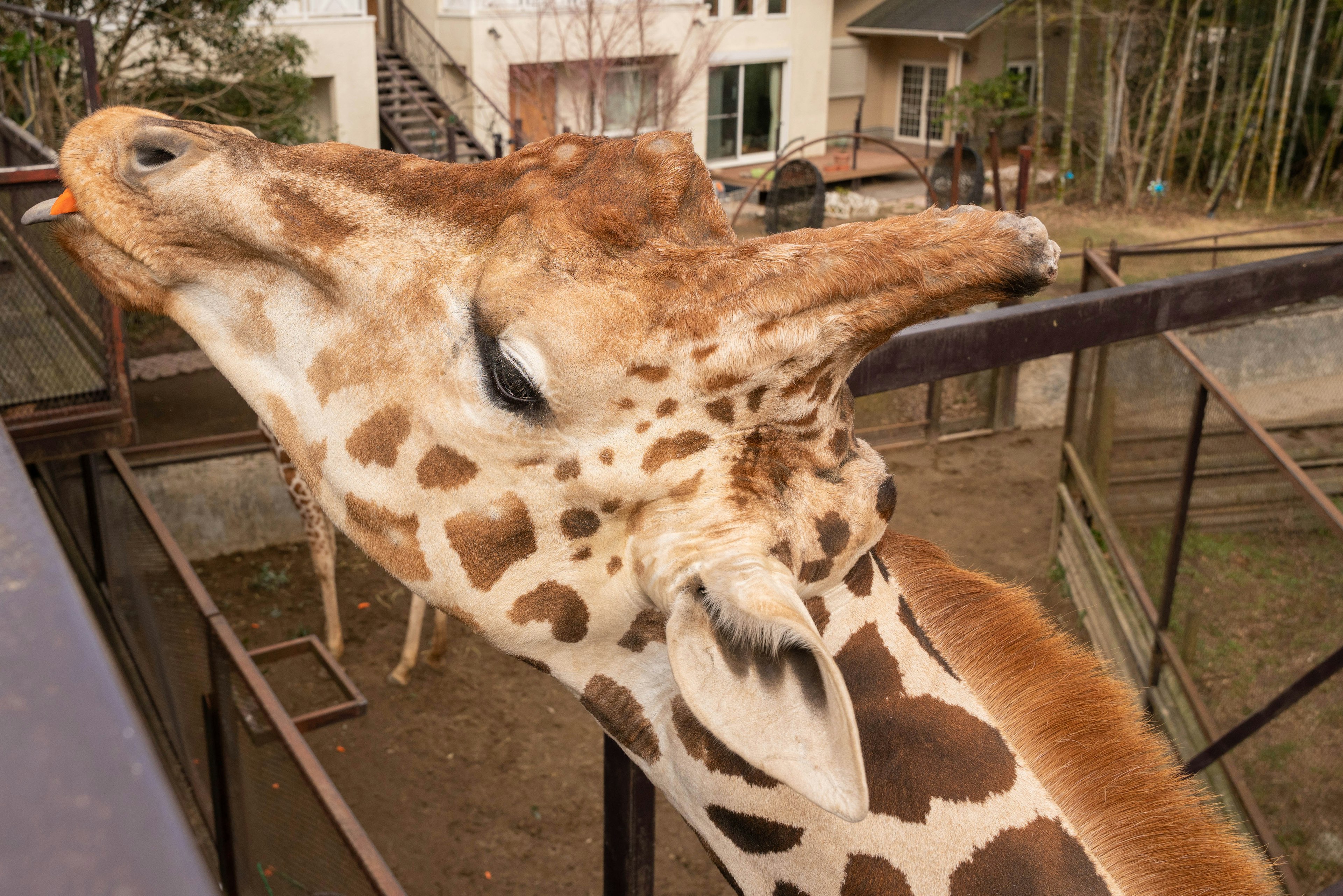 Close-up of a giraffe's head with its neck extended